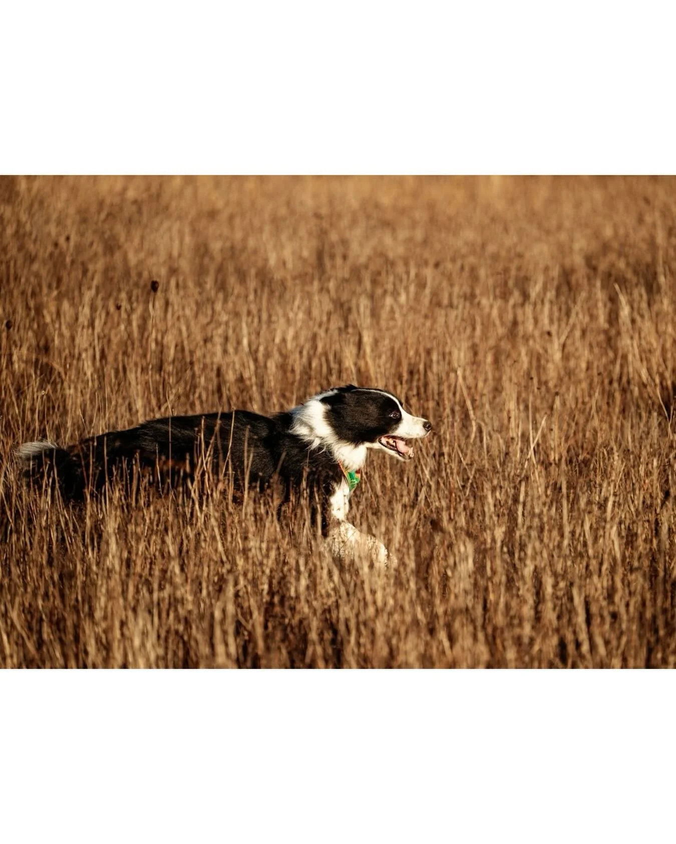 A sunny fall morning run at through the field. This lovely pup brought the happy energy to our session. 
.
.
.
#dogphotography #dogdays #victoriapetphotographer