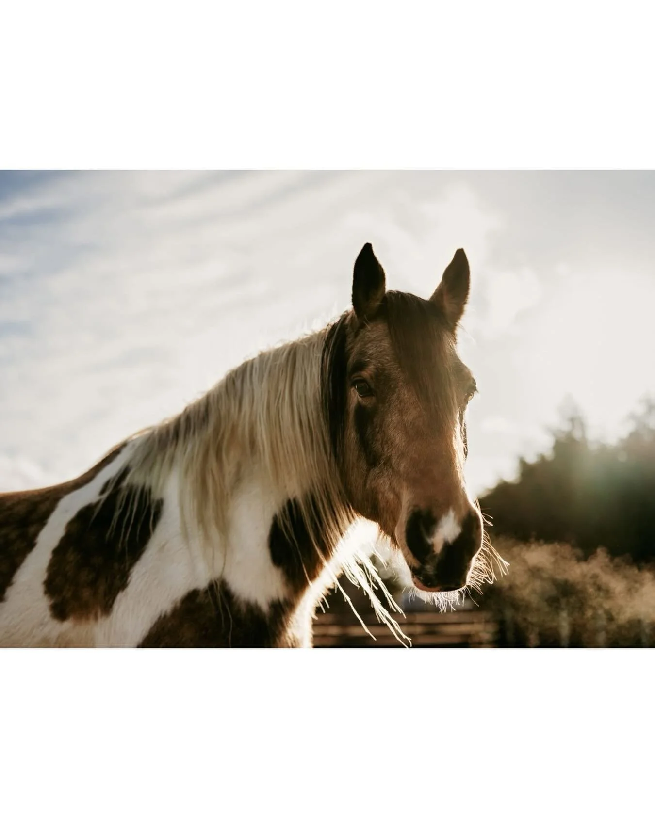 A sunny afternoon earlier this week in with the herd resulted in this capture
.
.
.
#horsephotography #canadaequinephotographer #nikoncanada #clickcommunity