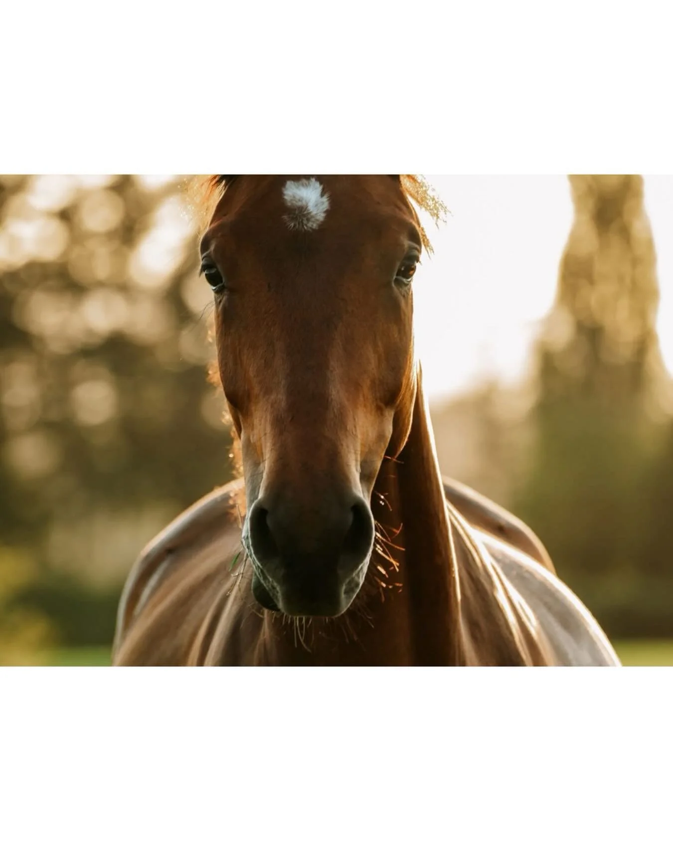 Trotting into the week like this beautiful 2 year old in the field last summer. I&rsquo;m finally getting a chance to sit down and edit some of my personal photos from the past two years!! 
.
.
.
#younghorse #gelding #horsecanada