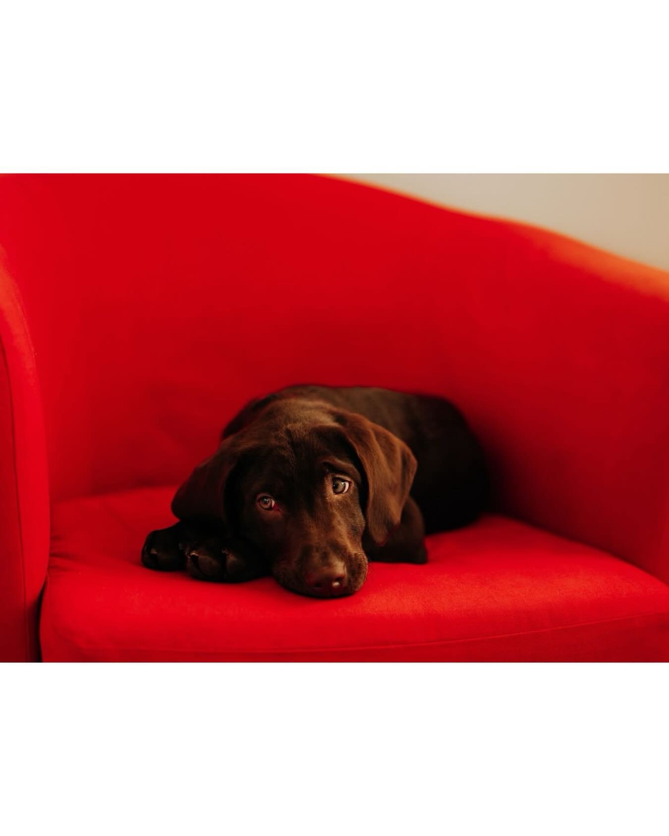 Vinnie one year ago ❤ barely fits in the chair now!
.
.
.
#chocolatelabpup #puppylove #dogphotography #dogdays #victoriapetphotographer