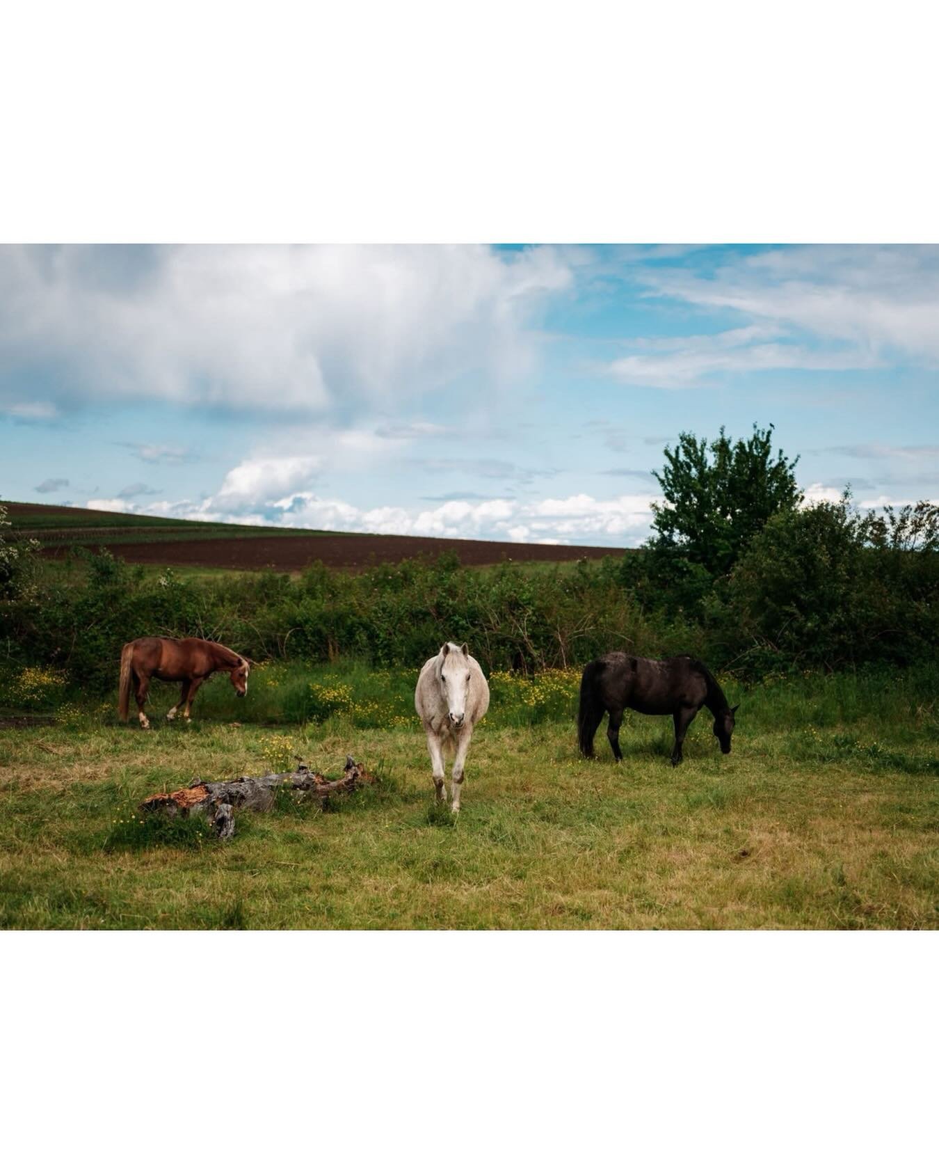 Another throwback to Zappa in the field as I&rsquo;m going through and finally having a chance to edit my personal photos from 2024 and 2025! He&rsquo;d almost always come over to say hi if we showed up and called his name. He quickly learned the gir