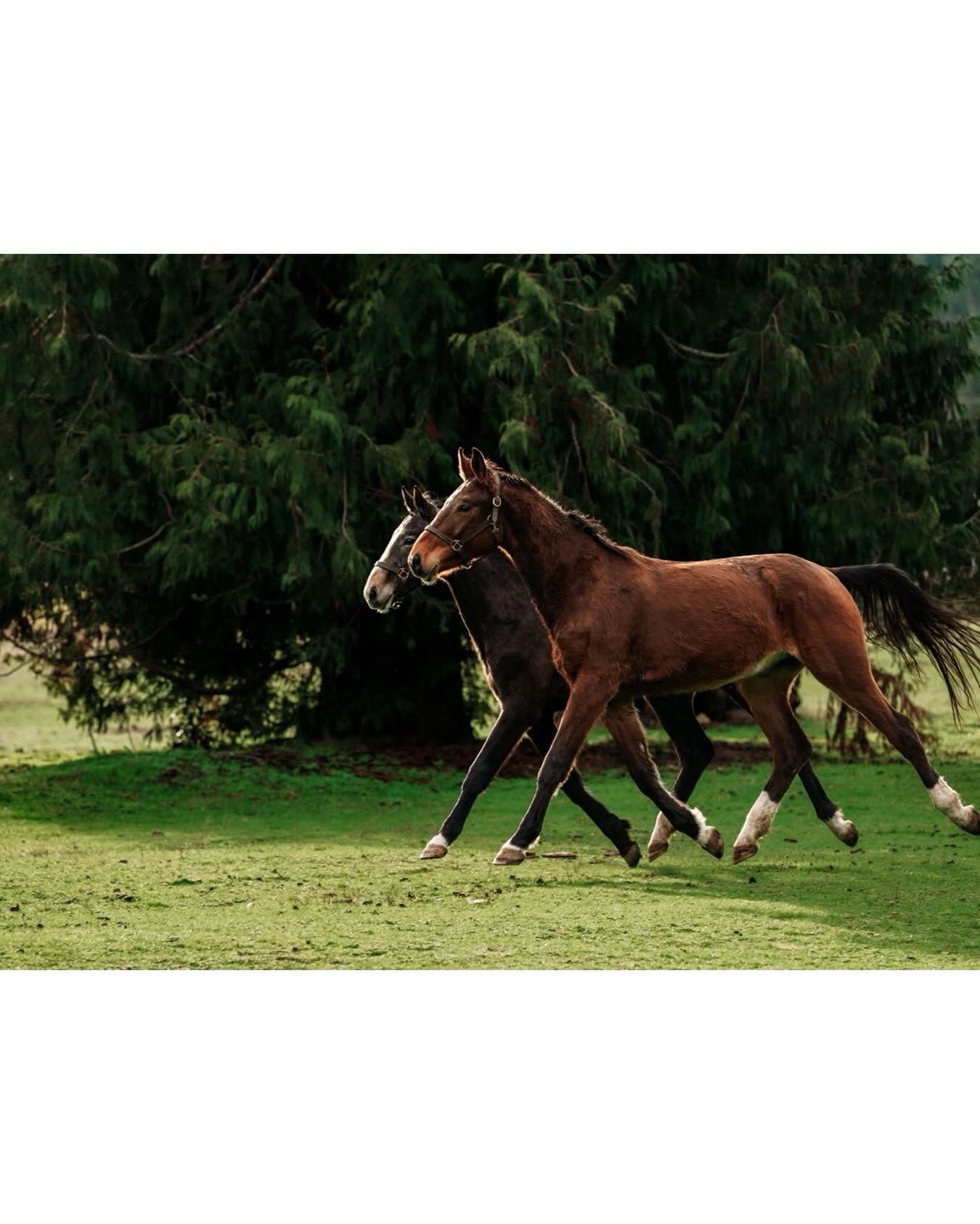 Trotting into the weekend like these gorgeous youngster brothers! 
.
.
.
#horses #horsecanada #equinephotographer
