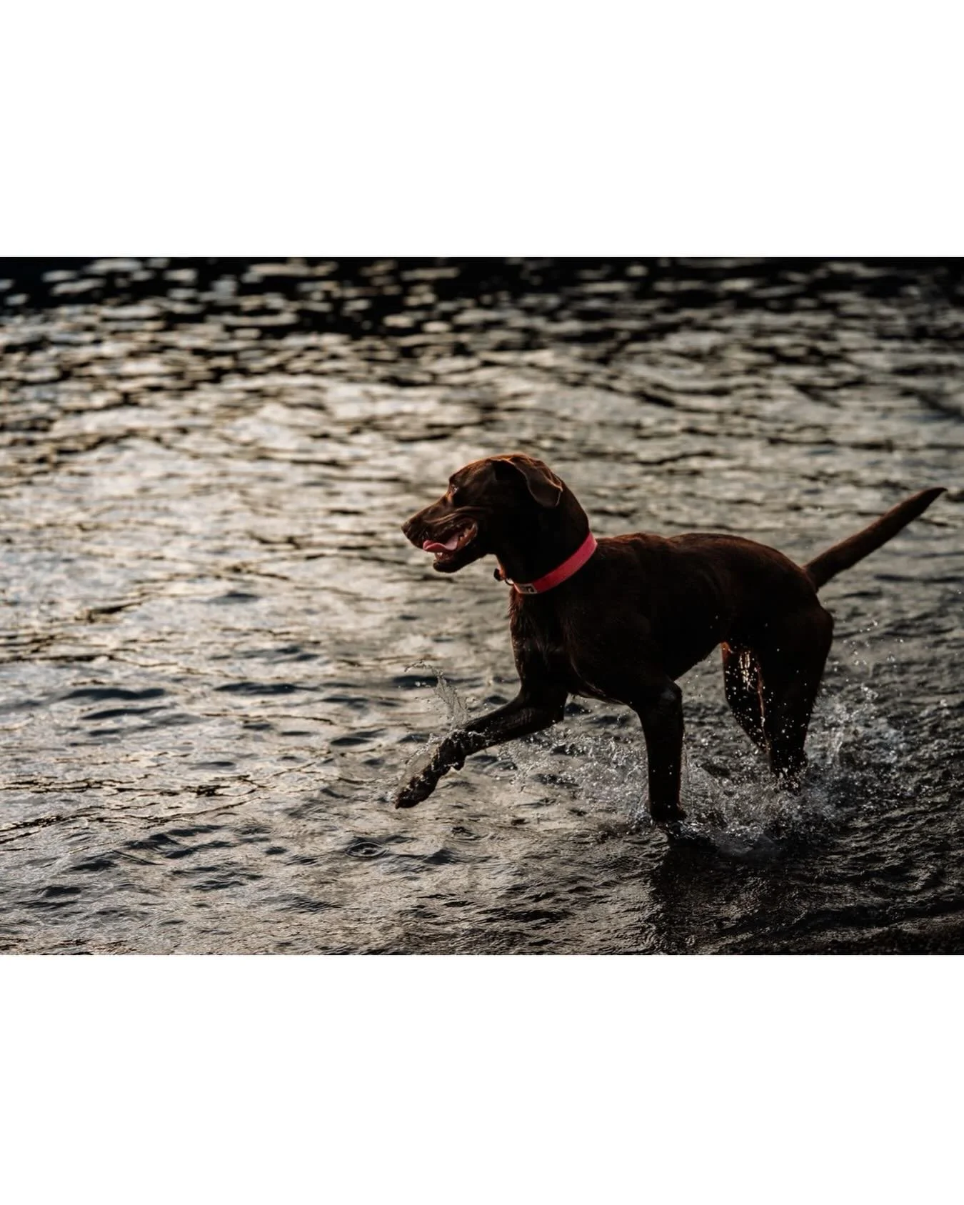 Vinnie having a summer splash. Dreaming of some sunshine again! 
.
.
.
#dogdays #dogphotographer #victoriapetphotographer #nikoncanada