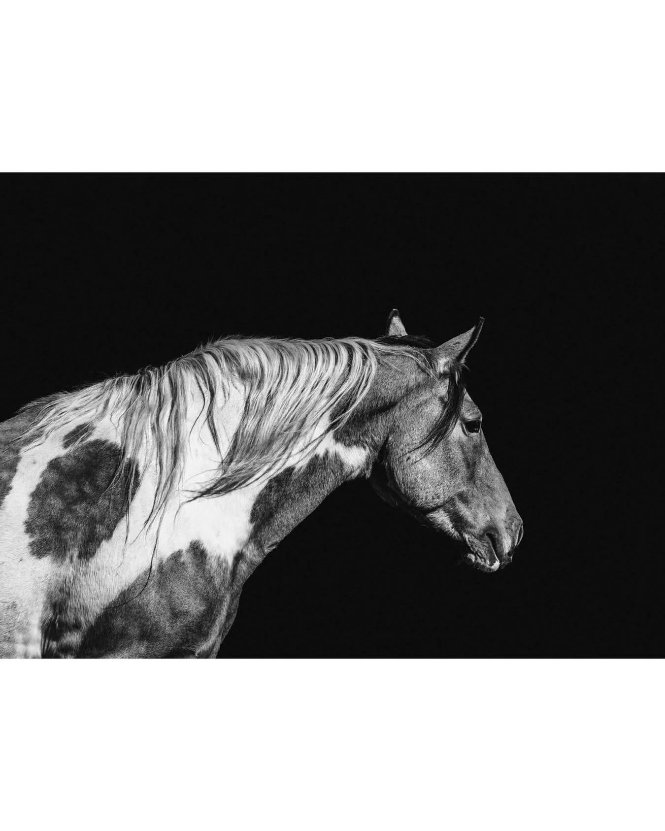 I&rsquo;ve been busy setting my schedule and calendar for the year &mdash; I&rsquo;m really excited to be offering more horse show, clinic and event photography again! I also will be running a few dates of family mini sessions, taking on a limited nu