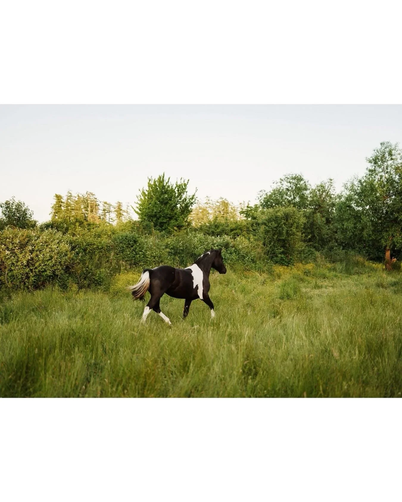 Miss Ocie in the spring field.
.
.
.
#horsephotographer #equine #equinephotography