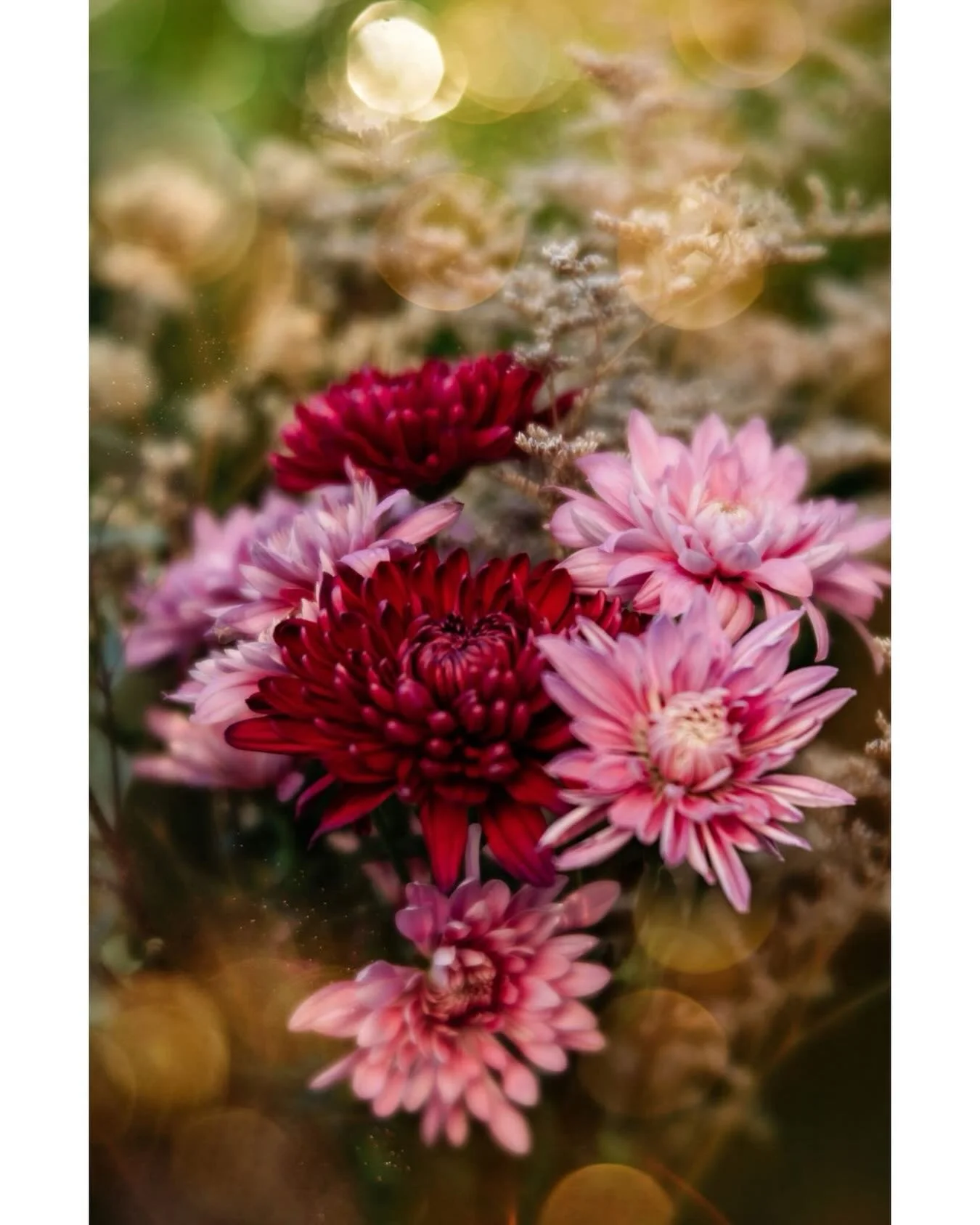 Happy Monday! With it being Valentine&rsquo;s week I thought I&rsquo;d also share some of my floral favourites&mdash; I took a flower photography course a few years ago and I try to take some whenever I have a nice bouqet at home. More flower images 