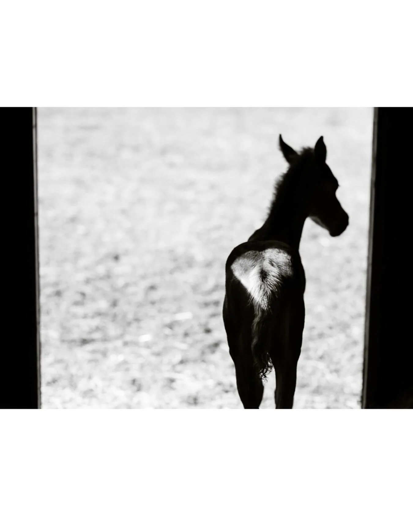 Happy Valentine&rsquo;s Day! One of my favourite images from a split second when this foal stopped in the stall doorway and the light happened to form a heart on his hindquarters ❤️ 
.
.
.
#equine #horsecanada #horsephotography