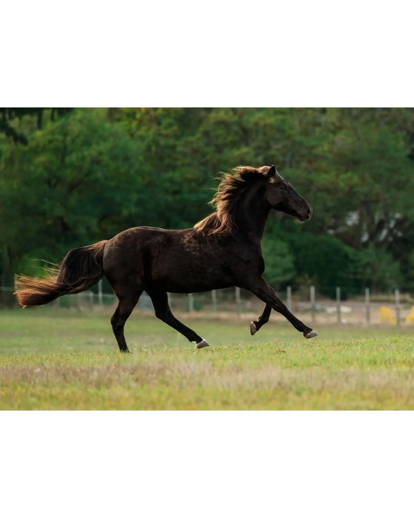 Galloping into the year of the horse! 
.
.
.
#equestrian #yearofthehorse #gallop #horsephotographer #equine