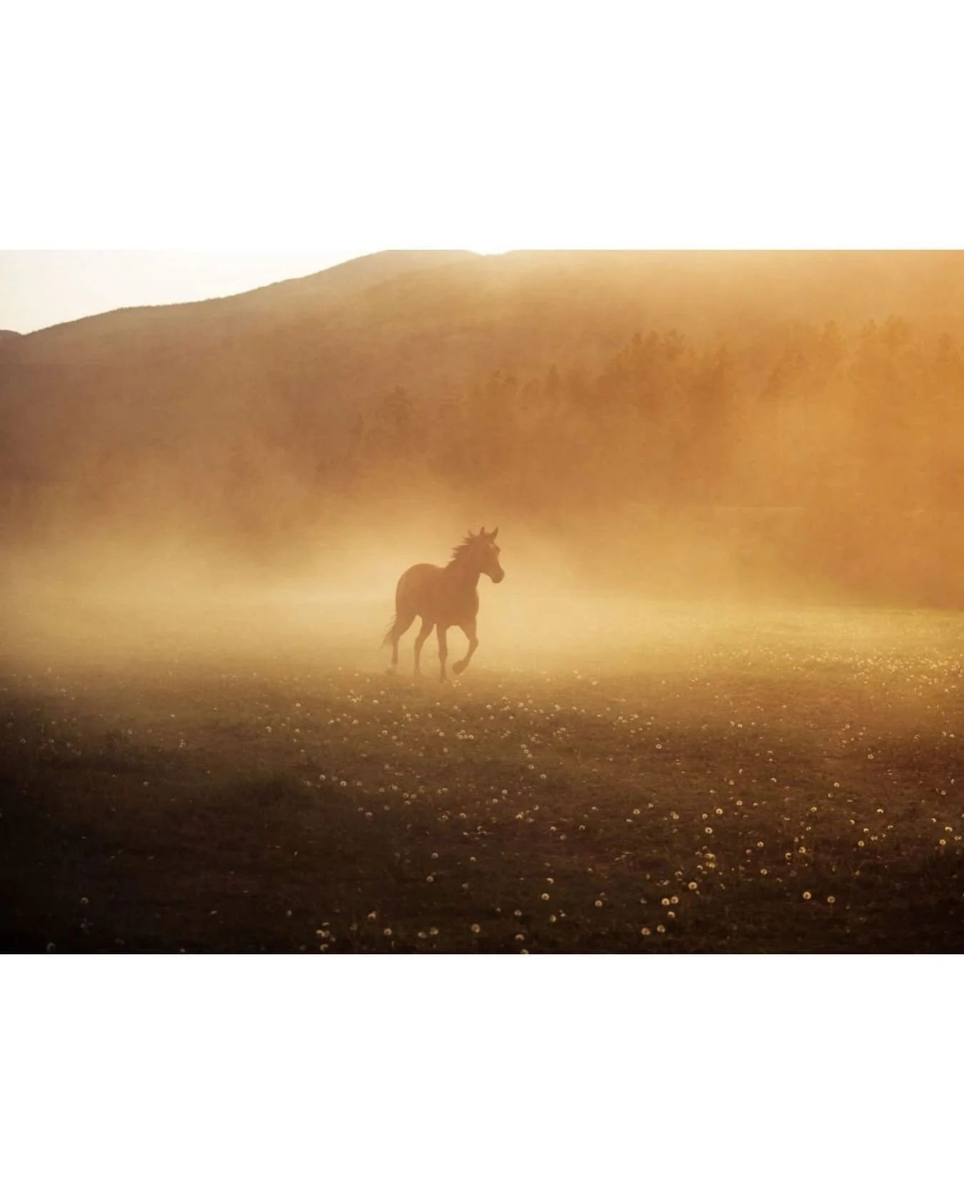 Year of the fire horse &mdash; freedom, energy, forward movement&mdash;I&rsquo;m here for it! This image (which was photographed at a dusty sunset, no fires or smoke I promise!) is one from several years ago at @threebarsranch for a workshop with @ho