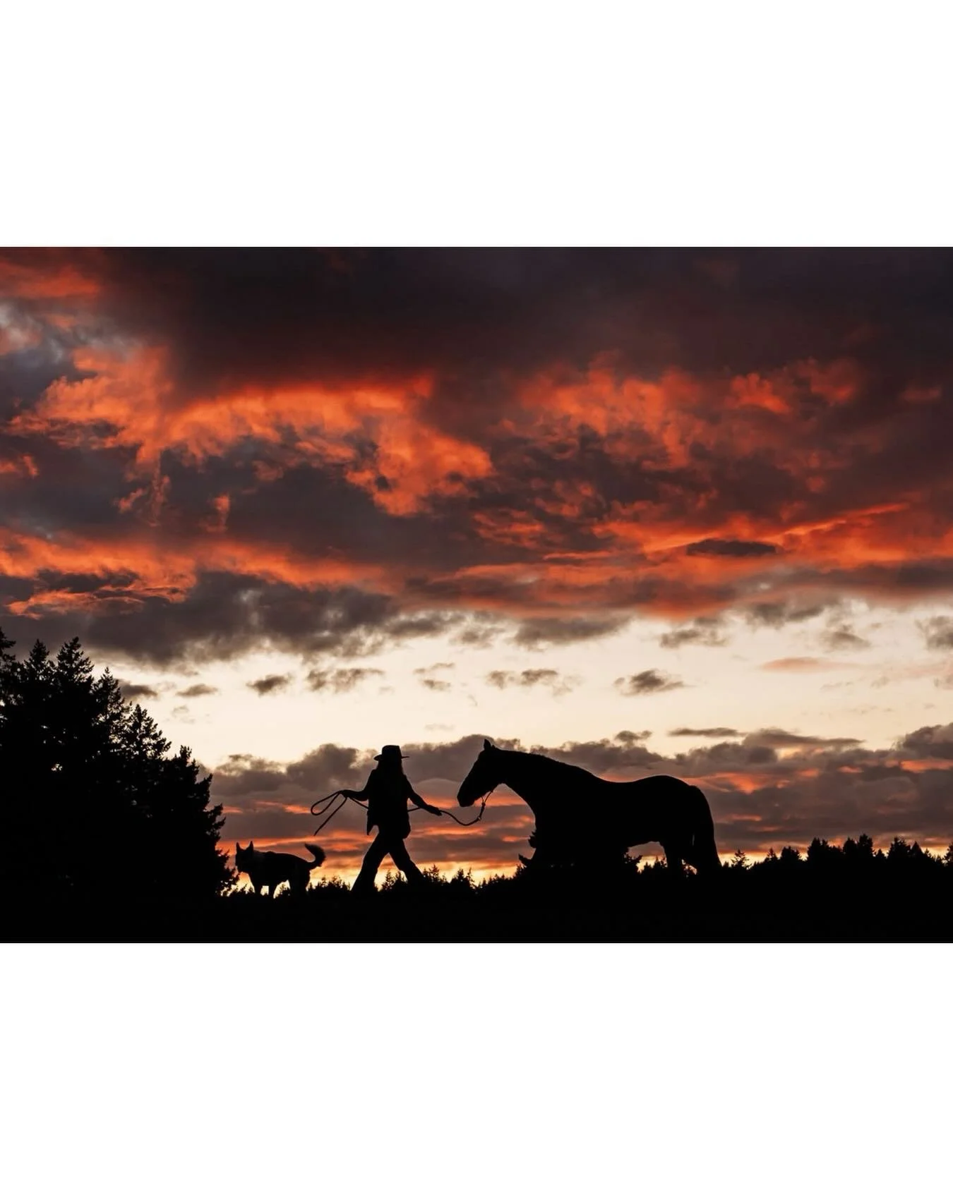 Silhouette Sunday&mdash;a throwback to this gorgeous October evening! 
.
.
.
#silhouette #equinephotographer #victoriabcphotographer #farmlife