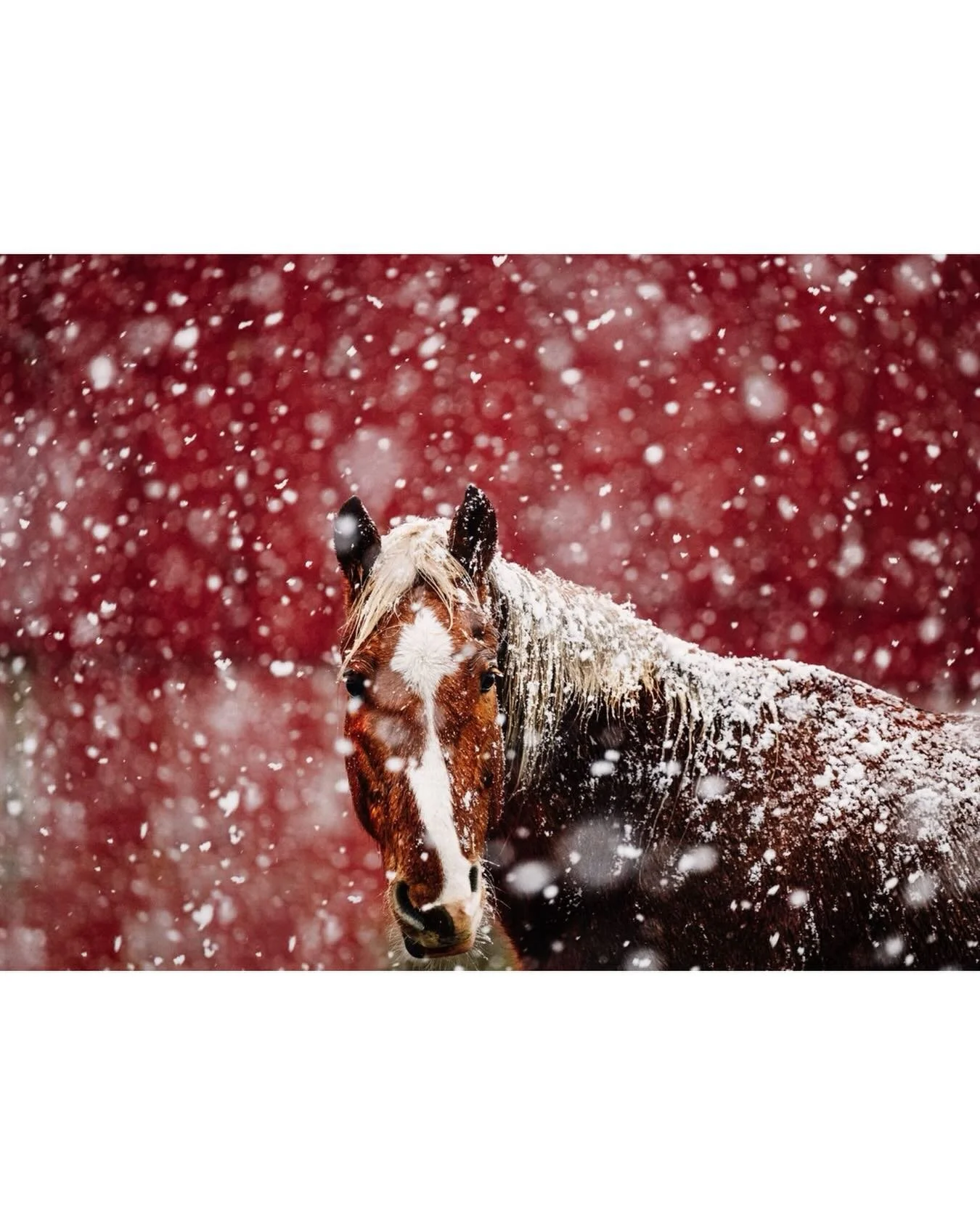 Throwback Thursday to two years ago when we had this quick, 5 minute snowstorm and I captured this image of beautiful Ana standing out as these massive fluffy flakes fell! It was so quick though, I only had a chance to get a few photos before it stop