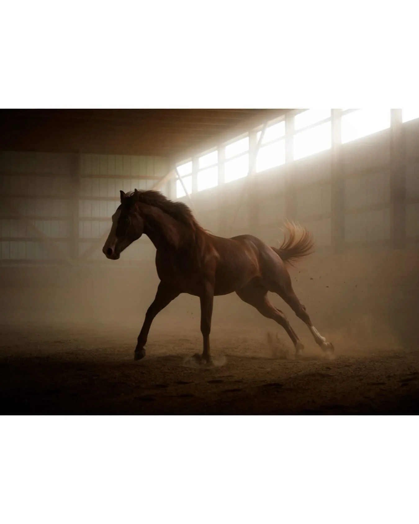 Throwback to 2018 and this image I took at Three Bars Ranch in the indoor arena at the Ryan Courson workshop.
.
.
.
#tbt #threebarsranch #horsesofcanada #nikonphotographer