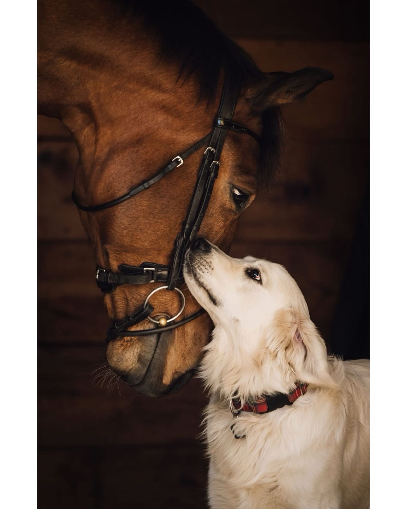 Throwback to these two besties sharing a sweet moment a couple years ago!
.
.
.
#tbt #petphotographer #dogdays #barnlife #bestbuds martinezveterinary