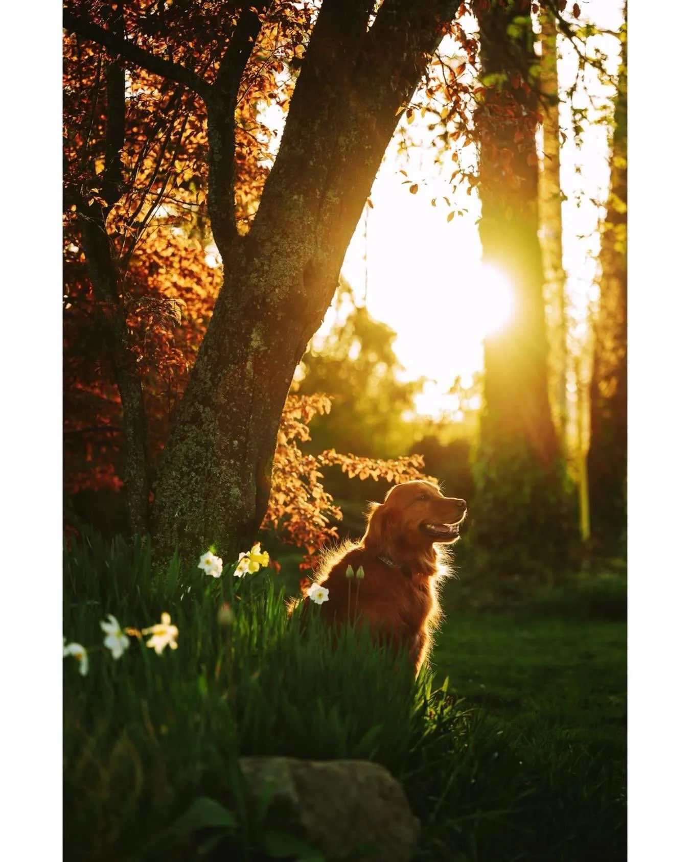 The perfect spring sunset for this golden boy! This was the last five minutes of light and we lucked out with the a lovely little opening in the garden for Griffey to sit and of course he was the best model! 
.
.
.
#dogphotography #victoriadogphotogr