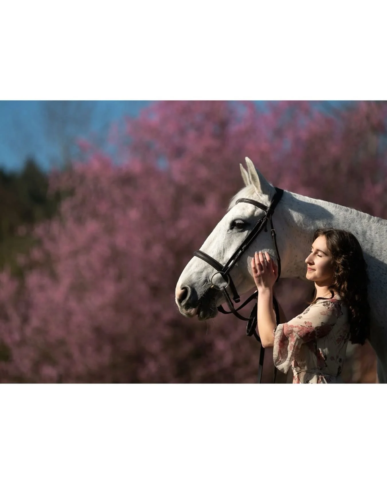 These two last month with the cherry blossoms ❤ 
.
.
.
#cherryblossoms #equinephotographer #horsephotography #makeportraits