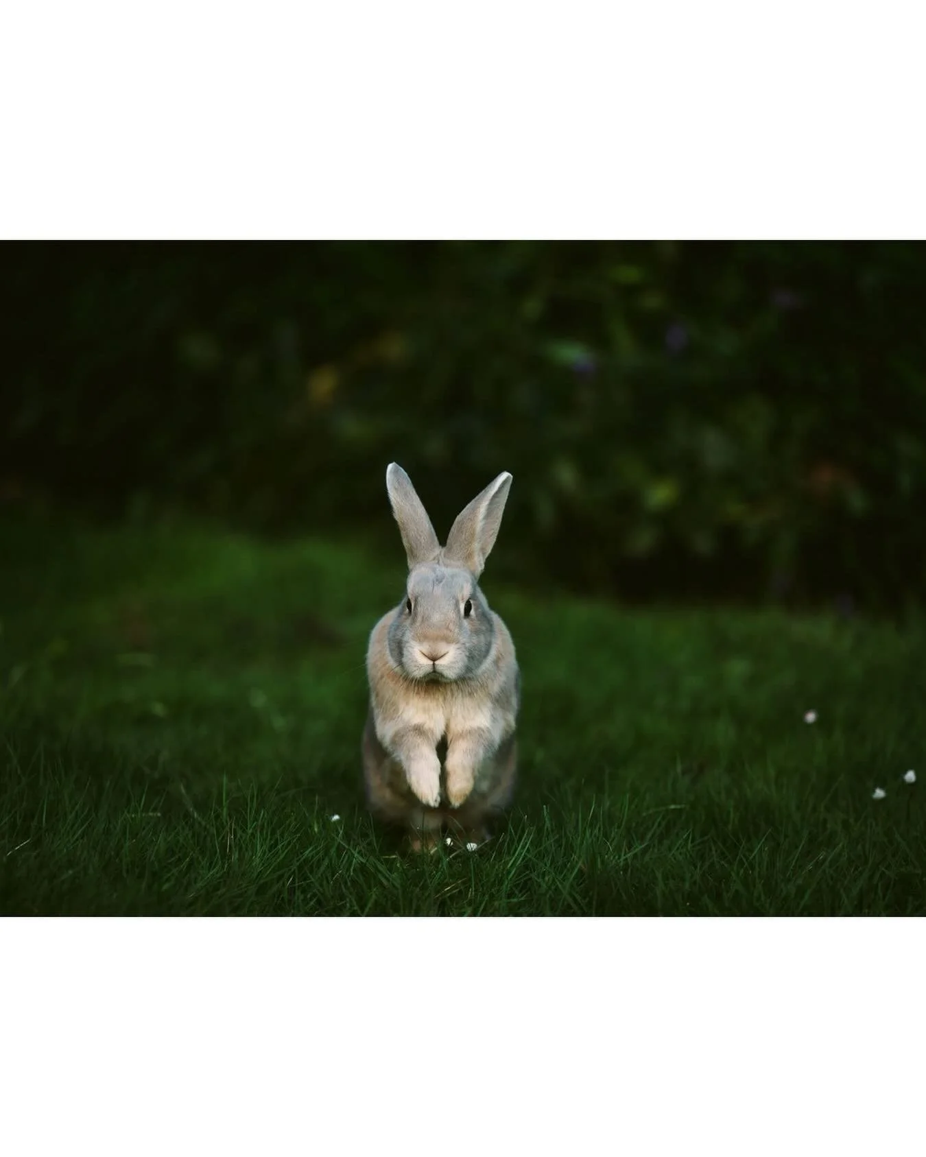 Beautiful Lily last week out for a garden hop! 
.
.
.
#rabbit #bunny #petphotographer #nikonphotography