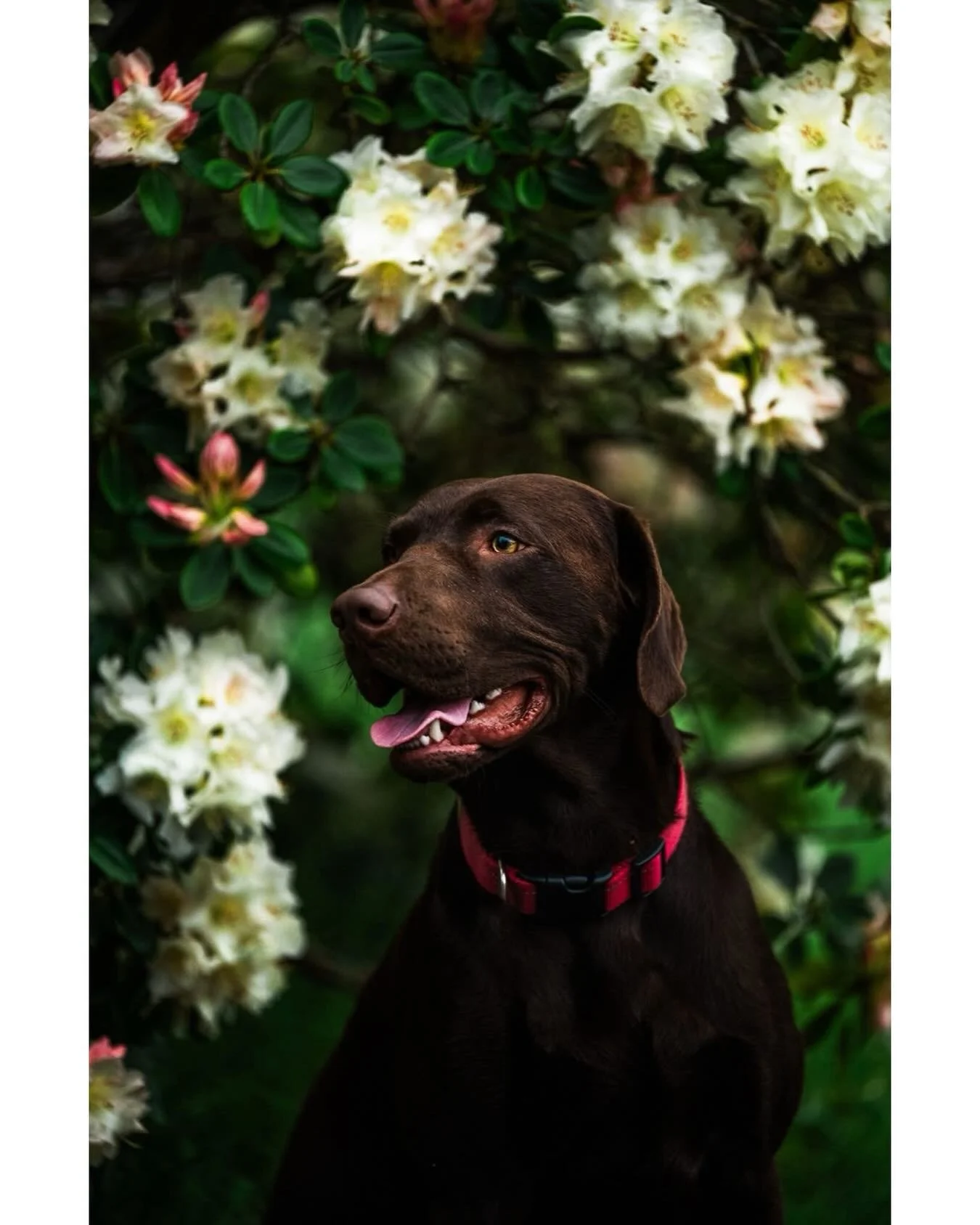 Vinnie &amp; the rhodos ❤
.
.
.
#chocolatelab #dogphotography #petphotographer