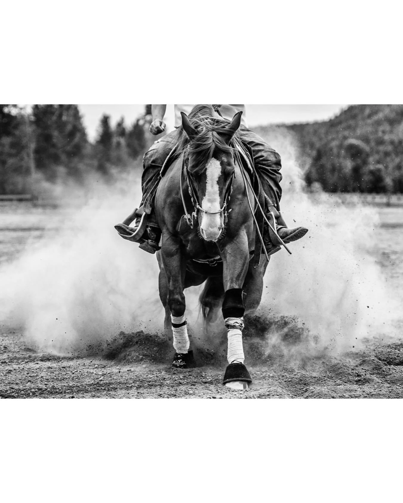 I&rsquo;m looking forward to photographing Rockslide this weekend at the Saanich Fairgrounds hosted by the @peninsulareiningclub ! Message me if you&rsquo;re competing and are interested in photos!