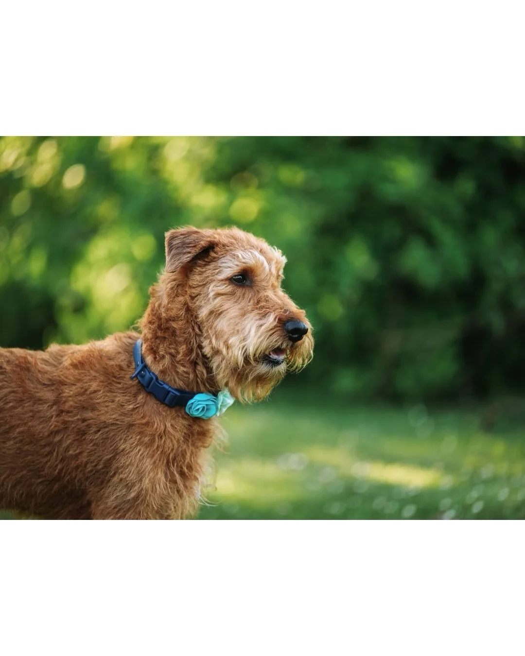 A few sneak peeks from my session with Frankie! We had the most beautiful night for this session and Frankie was a perfect model! How adorable is his collar?!
