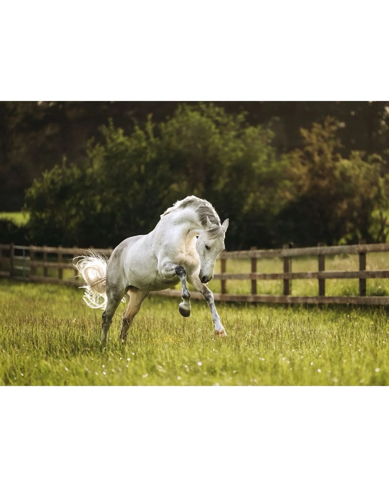 Spring evenings in the field
.
.
.
#horsepower #equinephotographer #nikoncanada