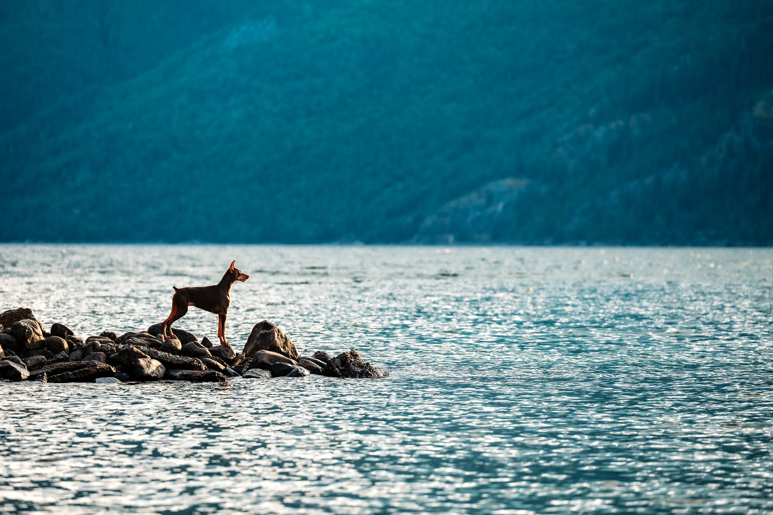 Truman at the Lake-1.JPG