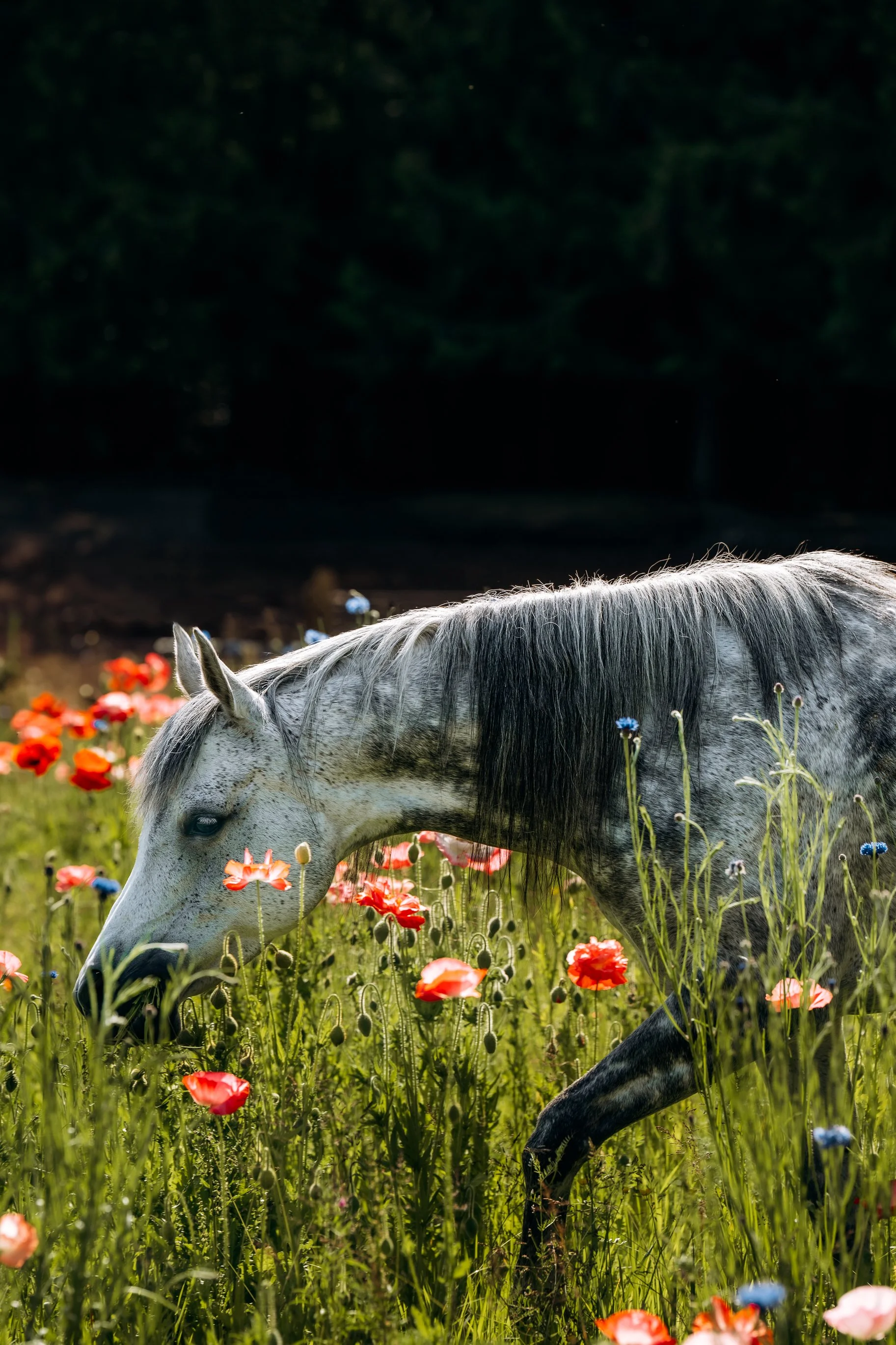 In the wildflowers-1.JPG