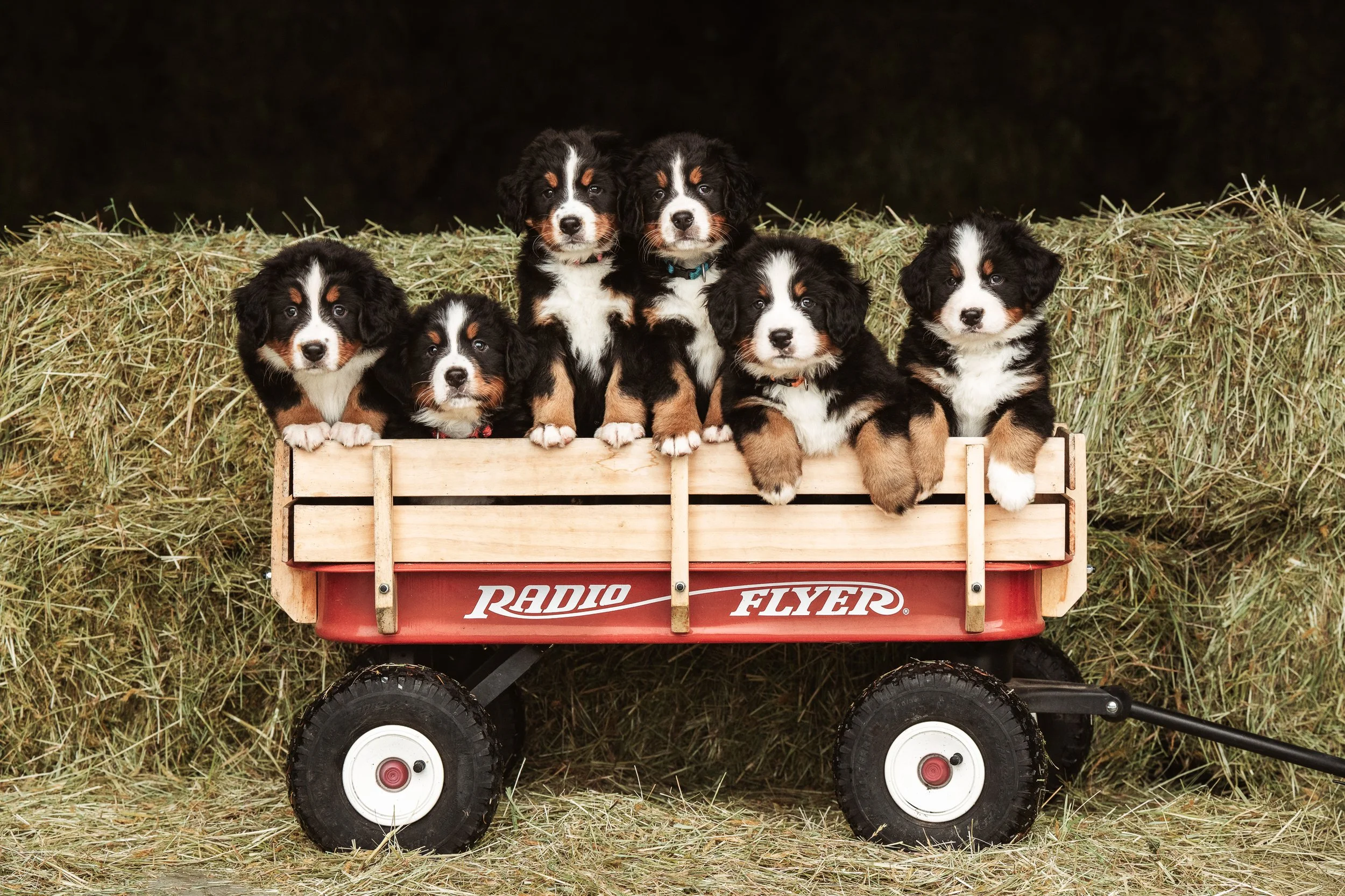 Bernese Puppies-1.JPG