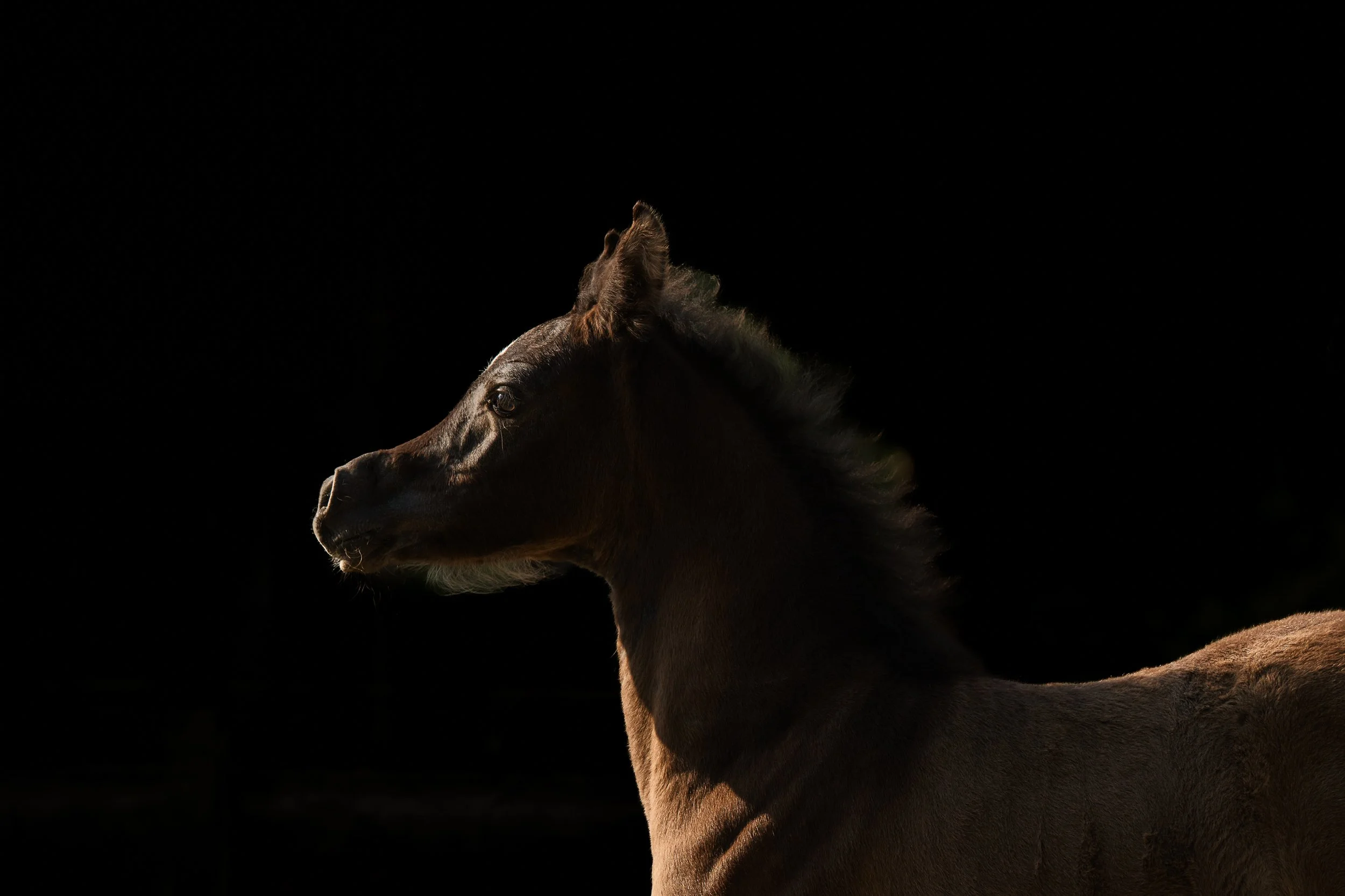 Gwen sneak peek-1.JPG