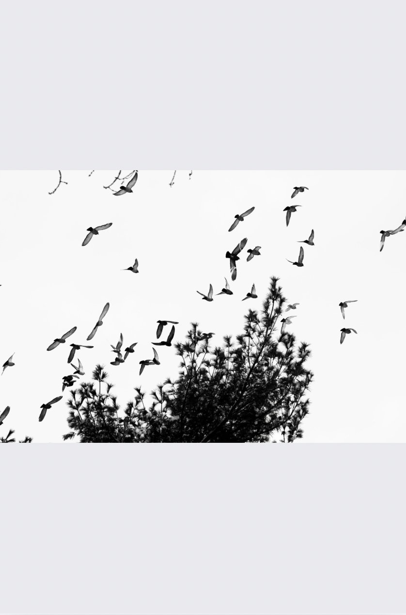 Screen Shot 2026-01-15 at 5.18.52 PM.png