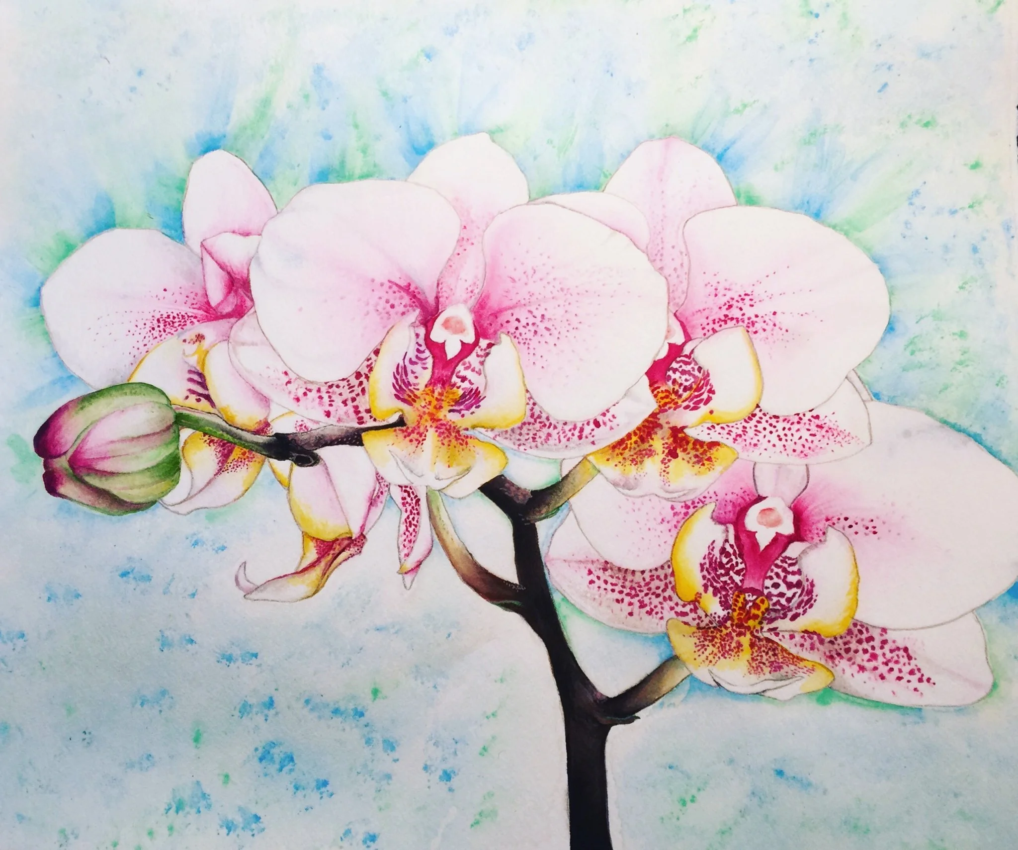 Blushing Orchids