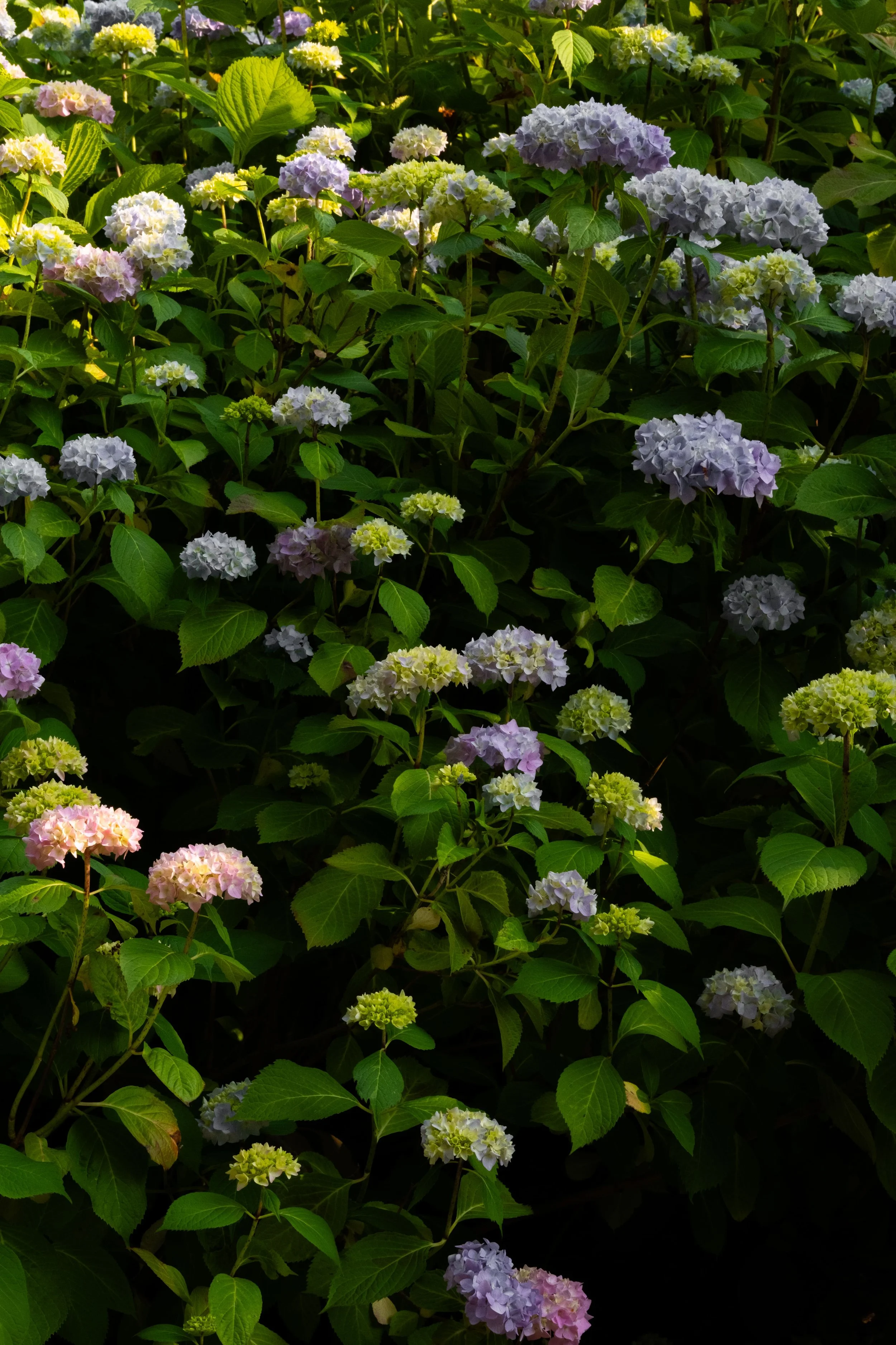 DSCF1105.jpg