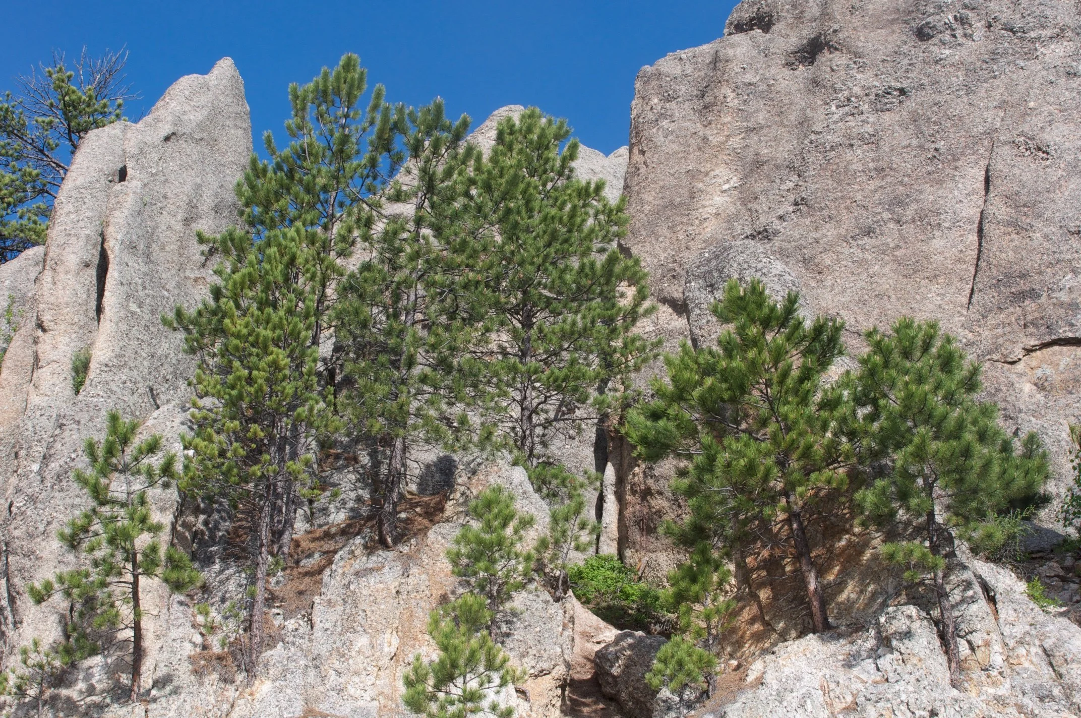 08 SD NEEDLE HWY 2009.jpg