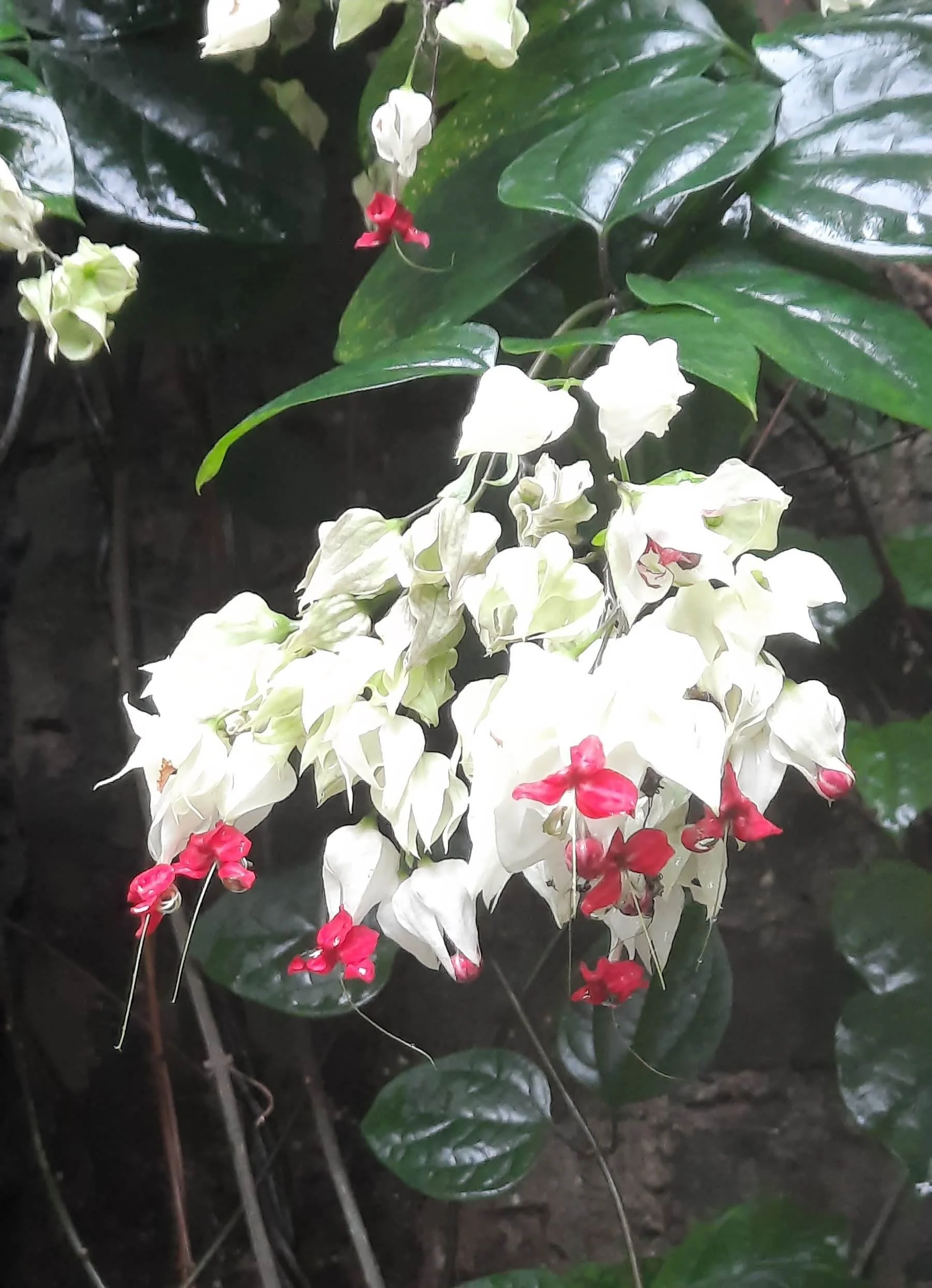 26 20251101_105805(1).jpg