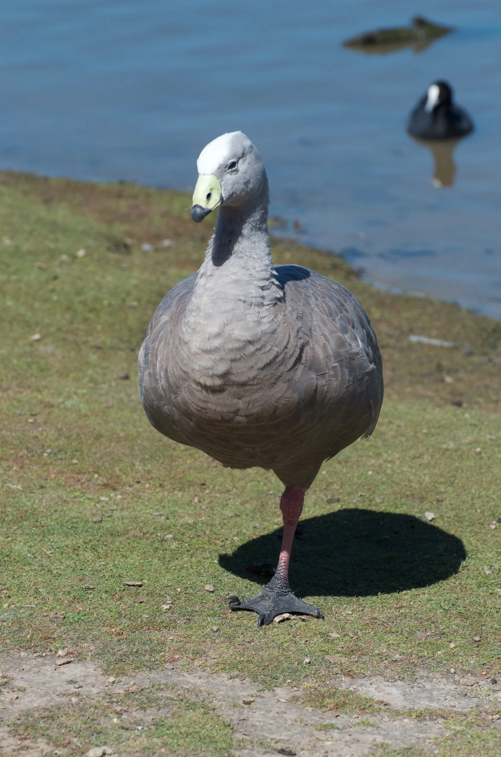 11 DSC_4605.jpg