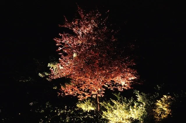 52 66   27 lit tree.jpg