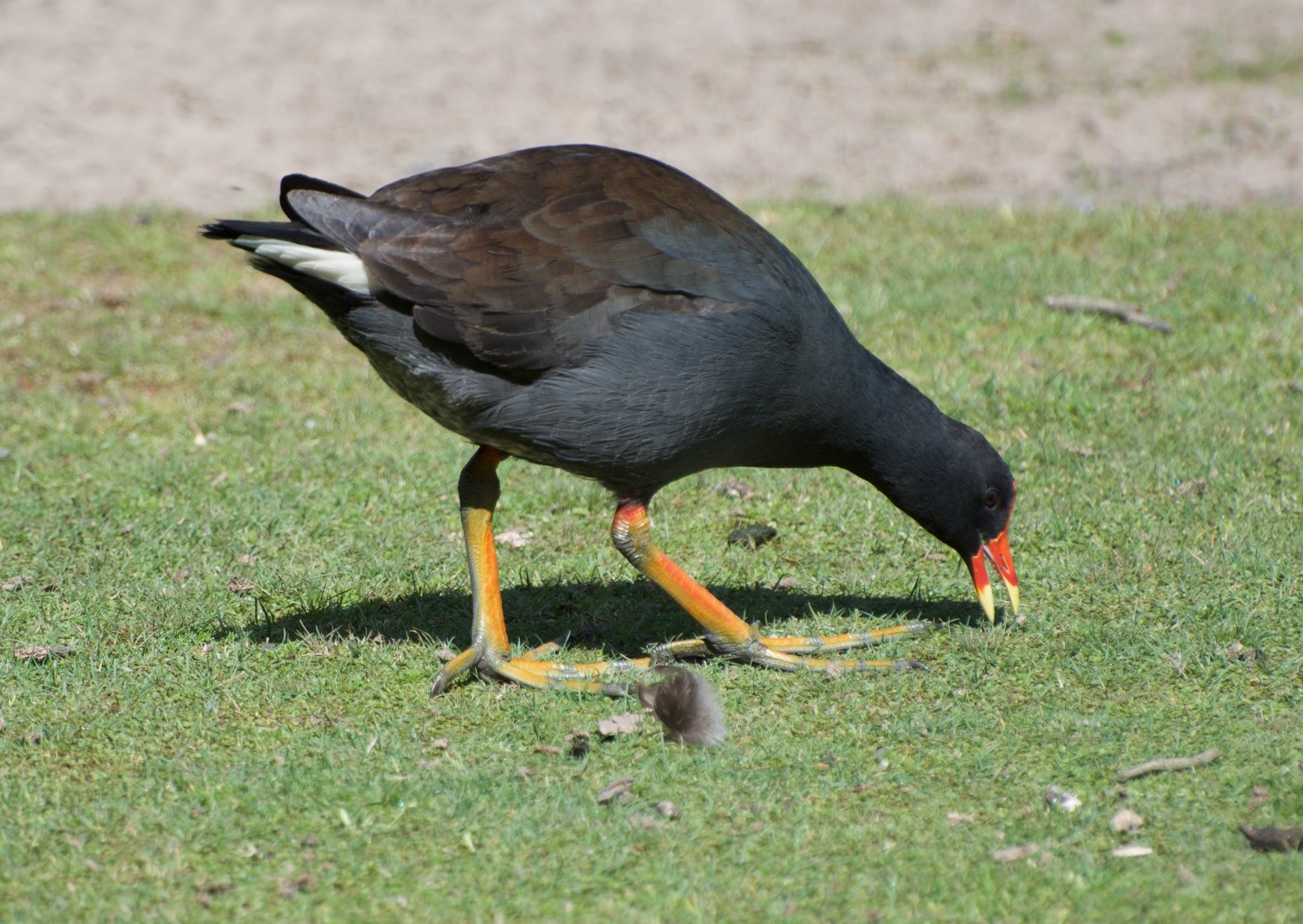 25 DSC_4576.jpg