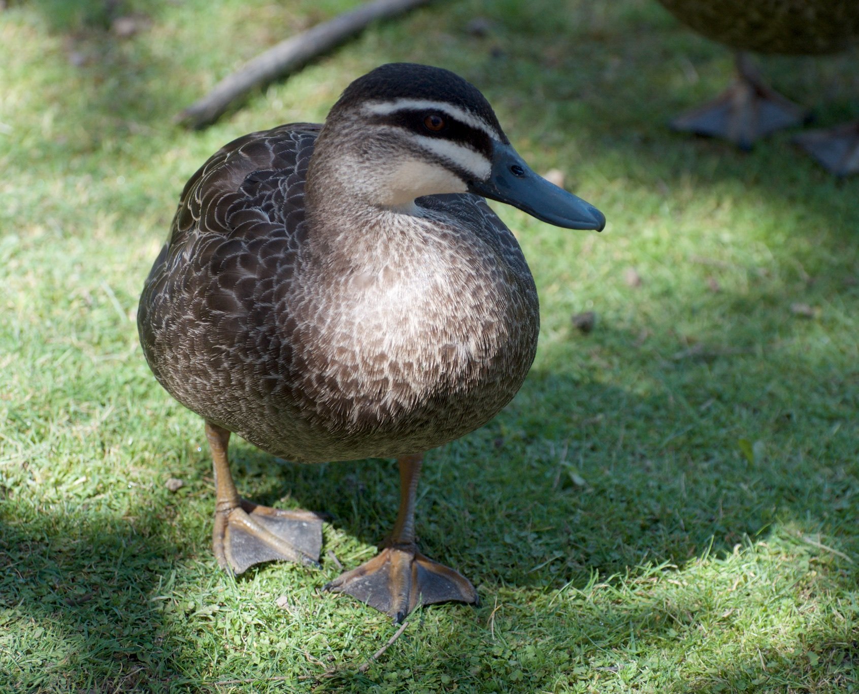 43 DSC_4572.jpg