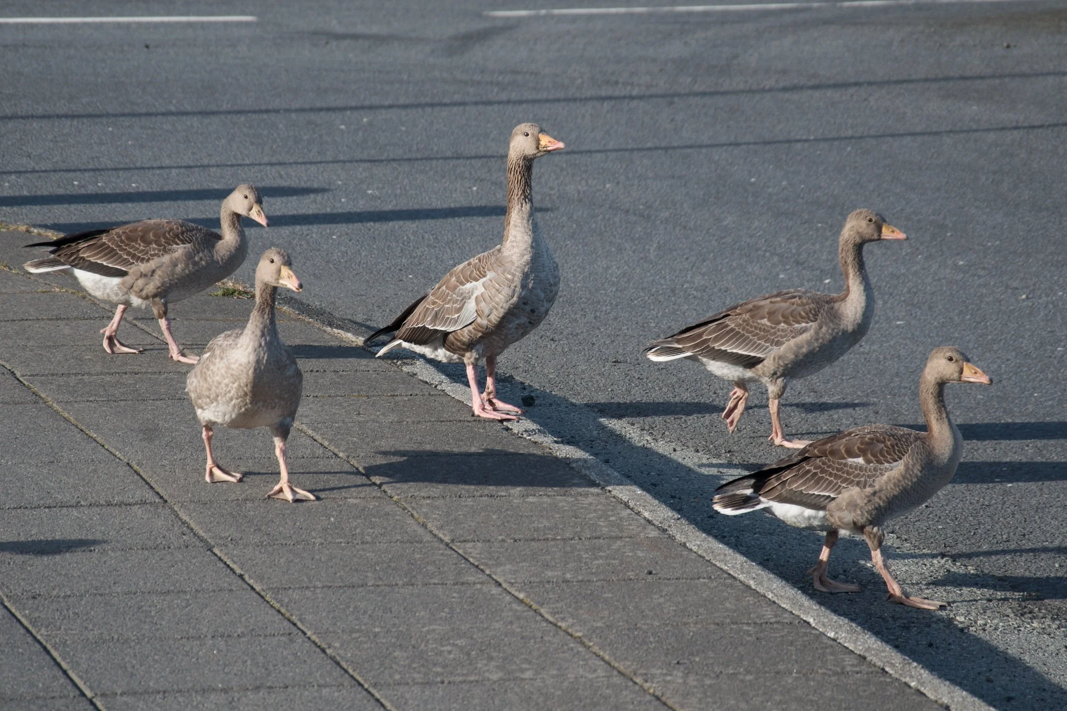 65 DSC_9815.jpg
