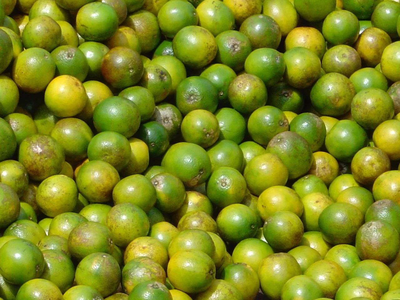 11 03 D  254 limes.jpg