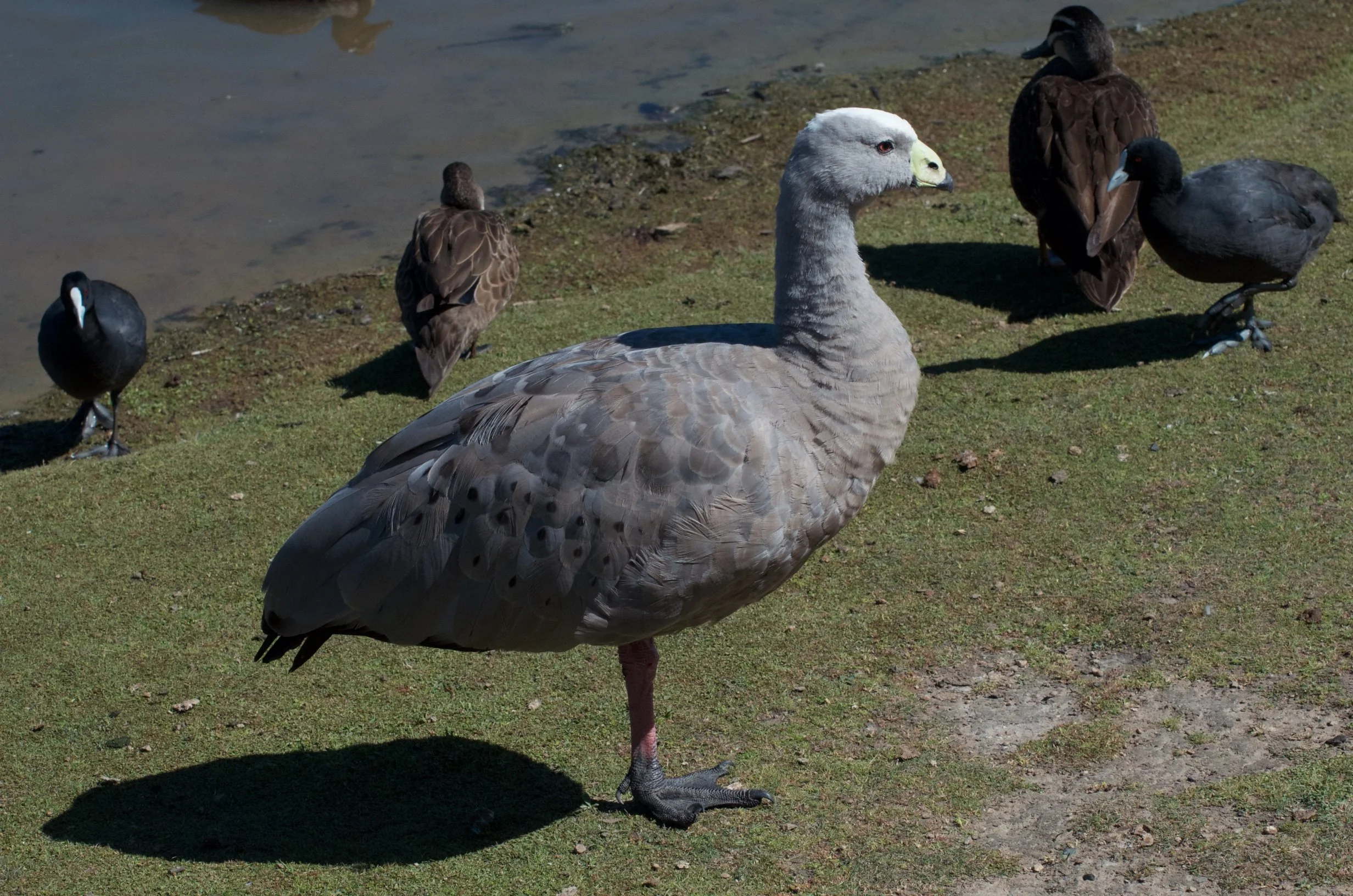 50 DSC_4606.jpg
