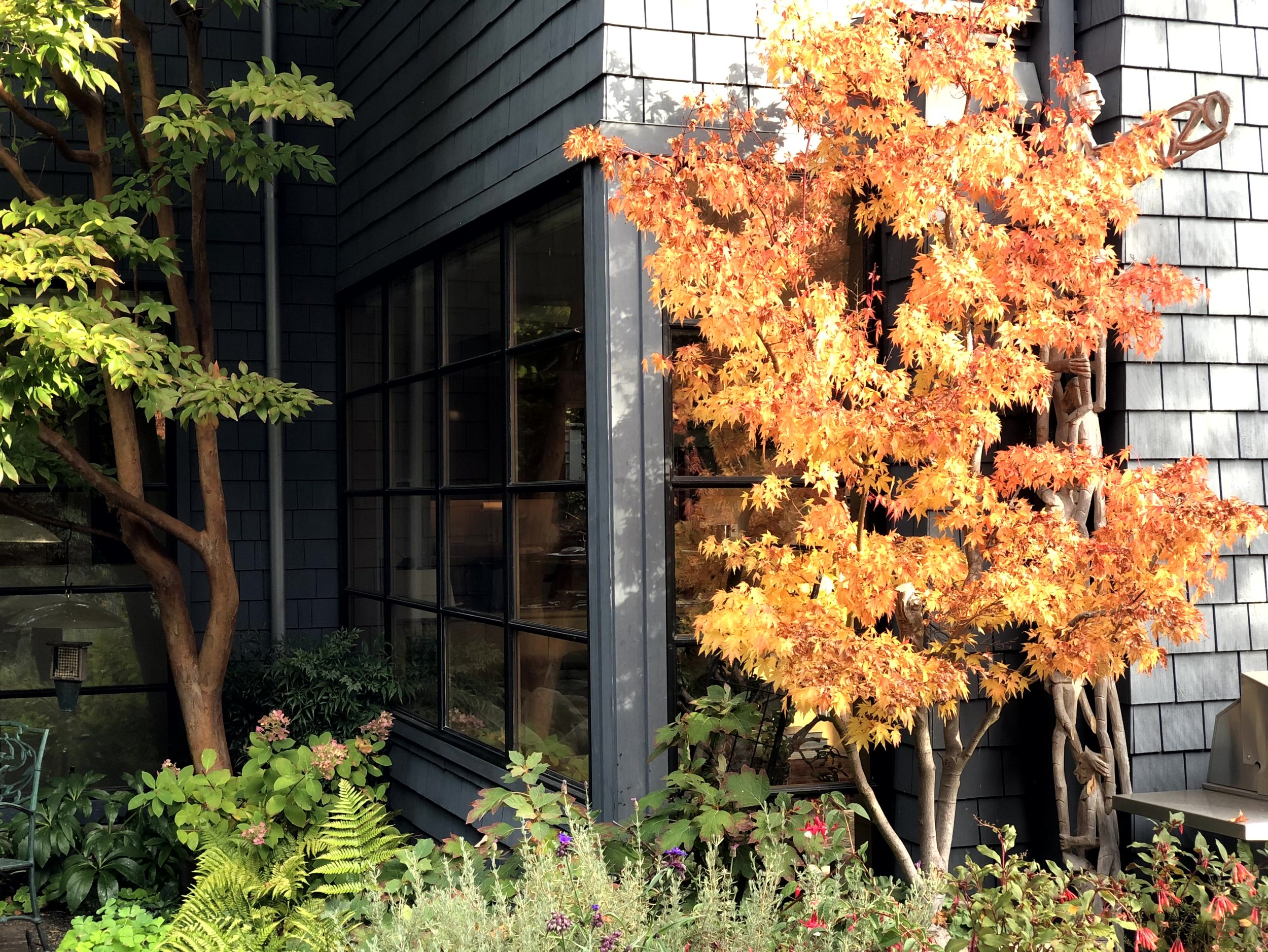 Exterior of a building with blue siding and a large window, surrounded by green trees and plants, including a small tree with bright orange autumn leaves.