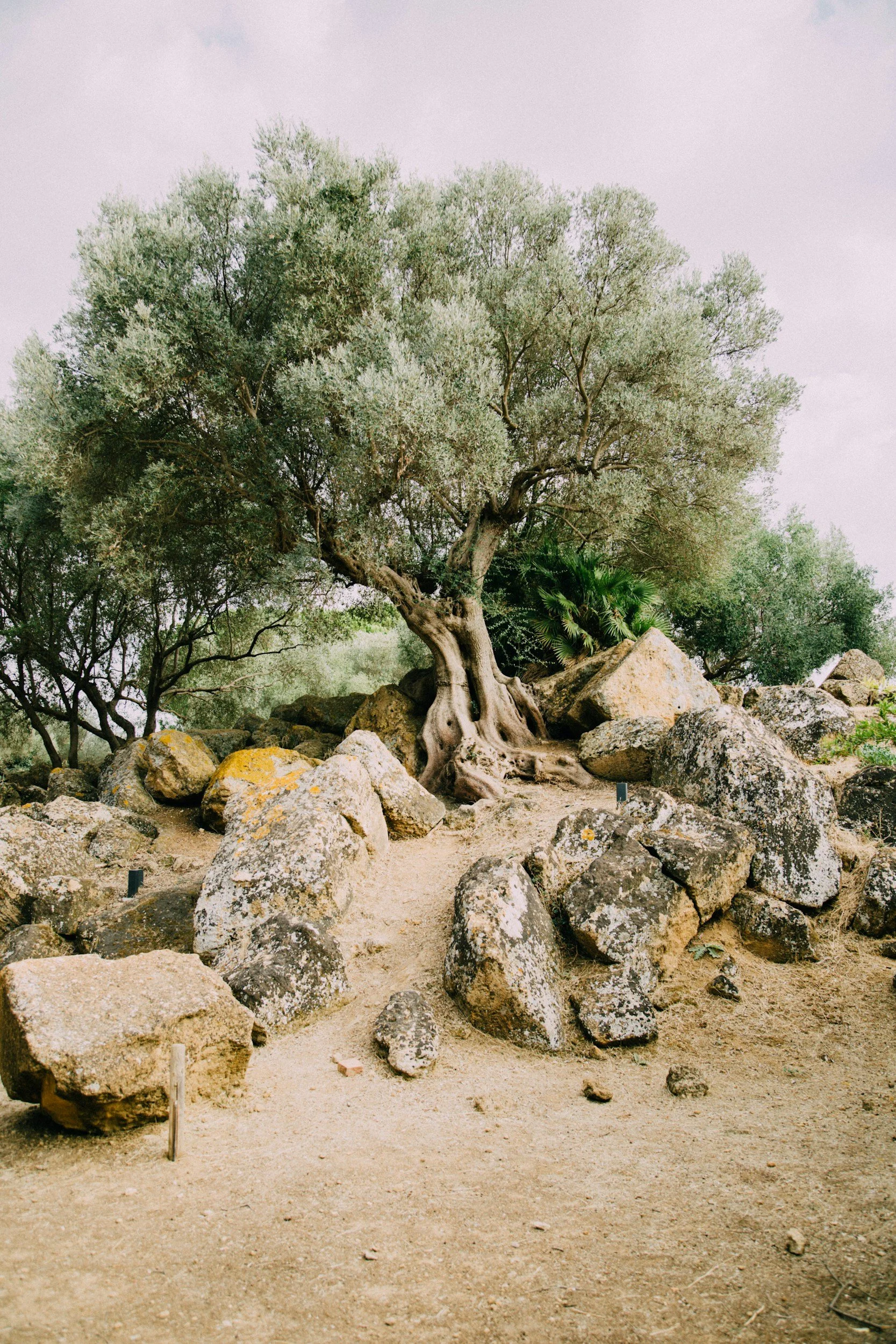 Am I rooted in Christ?
