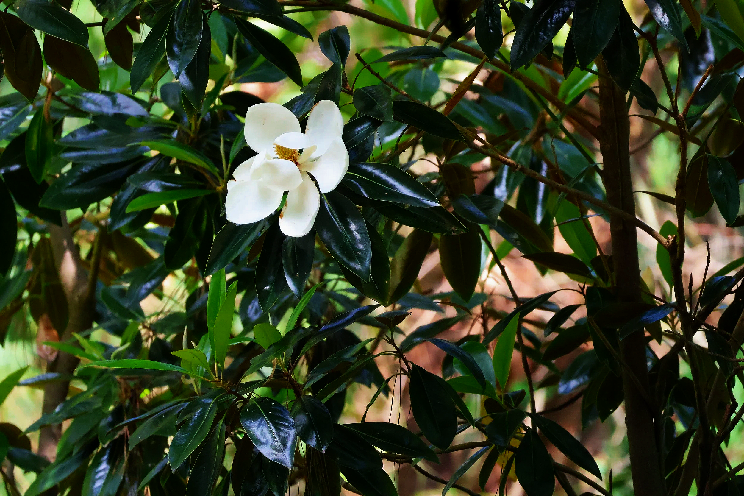 Prayers for Wisdom: Introducing 31 Days of Proverbs