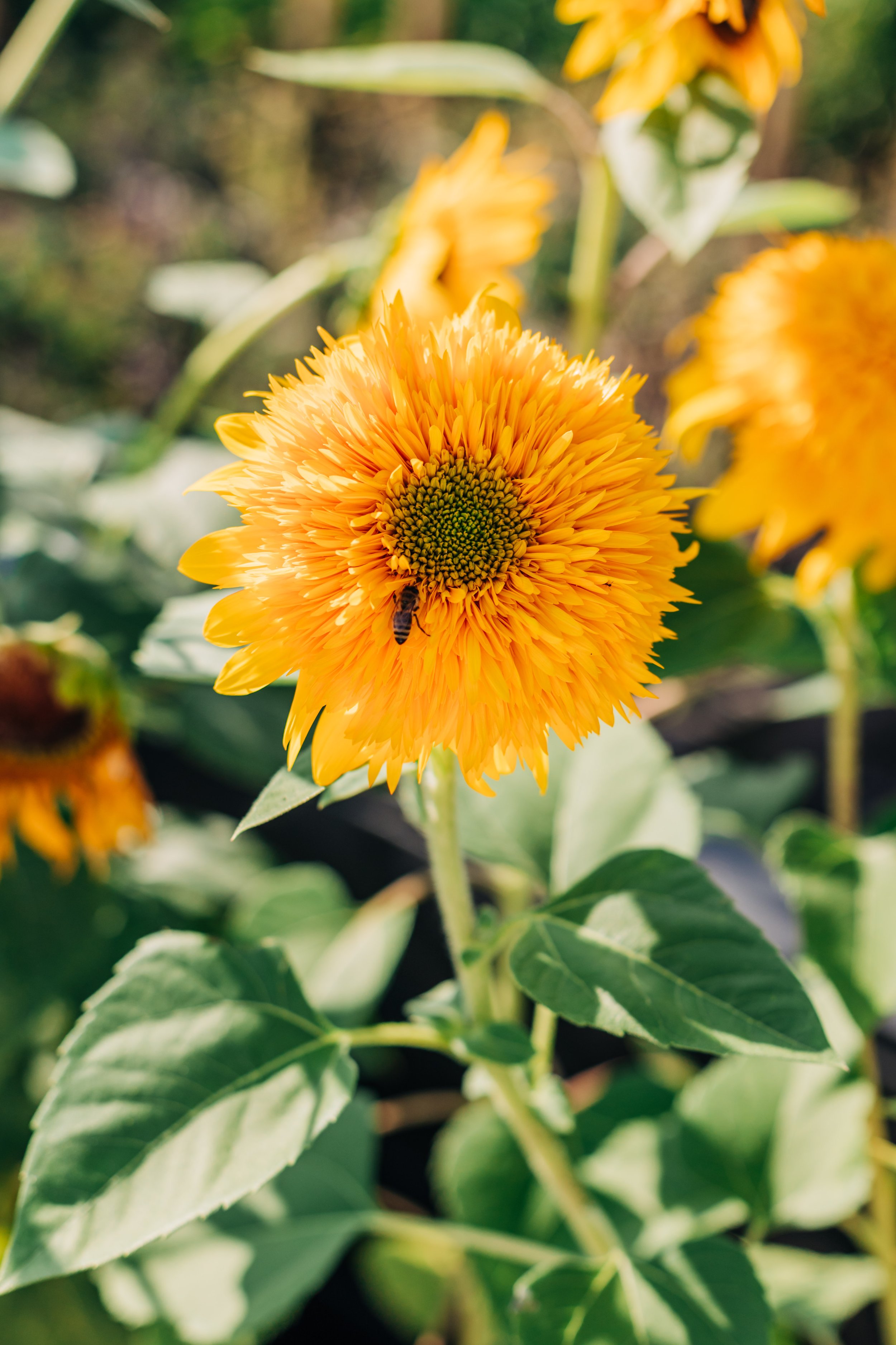 flowers at Big Delicious Planet Chicago Catering and Urban Farm serving Luxury and Sustainable weddings, corporate events, and celebration. Greenest Caterer in America with Farm-to-table fresh food.
