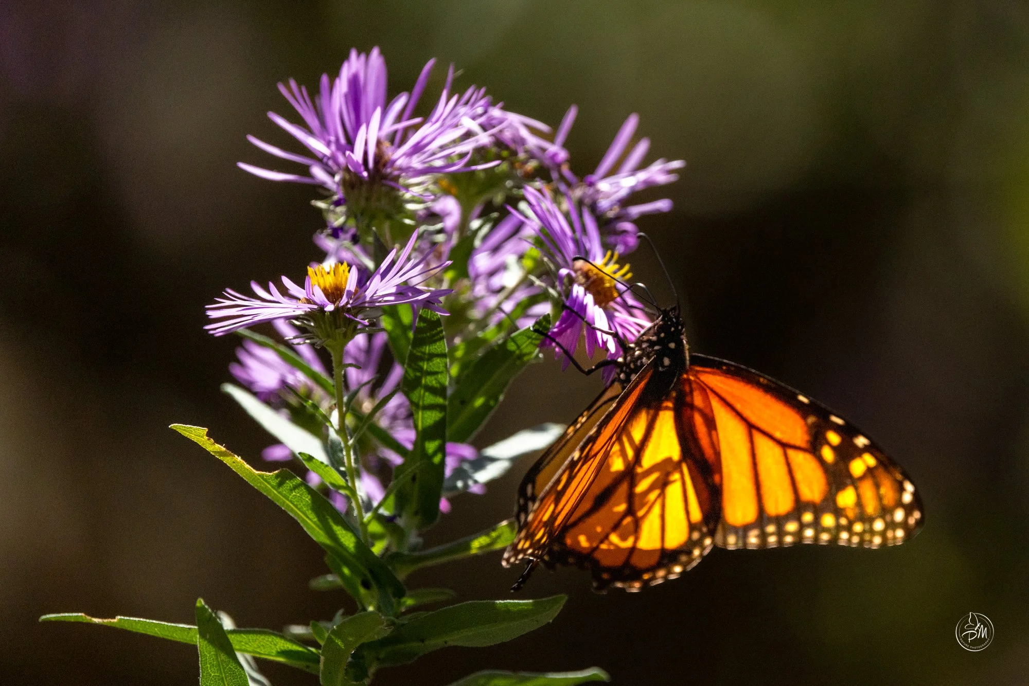 20251005-142055- Butterflies Oct 5, 2025-3-8.jpg