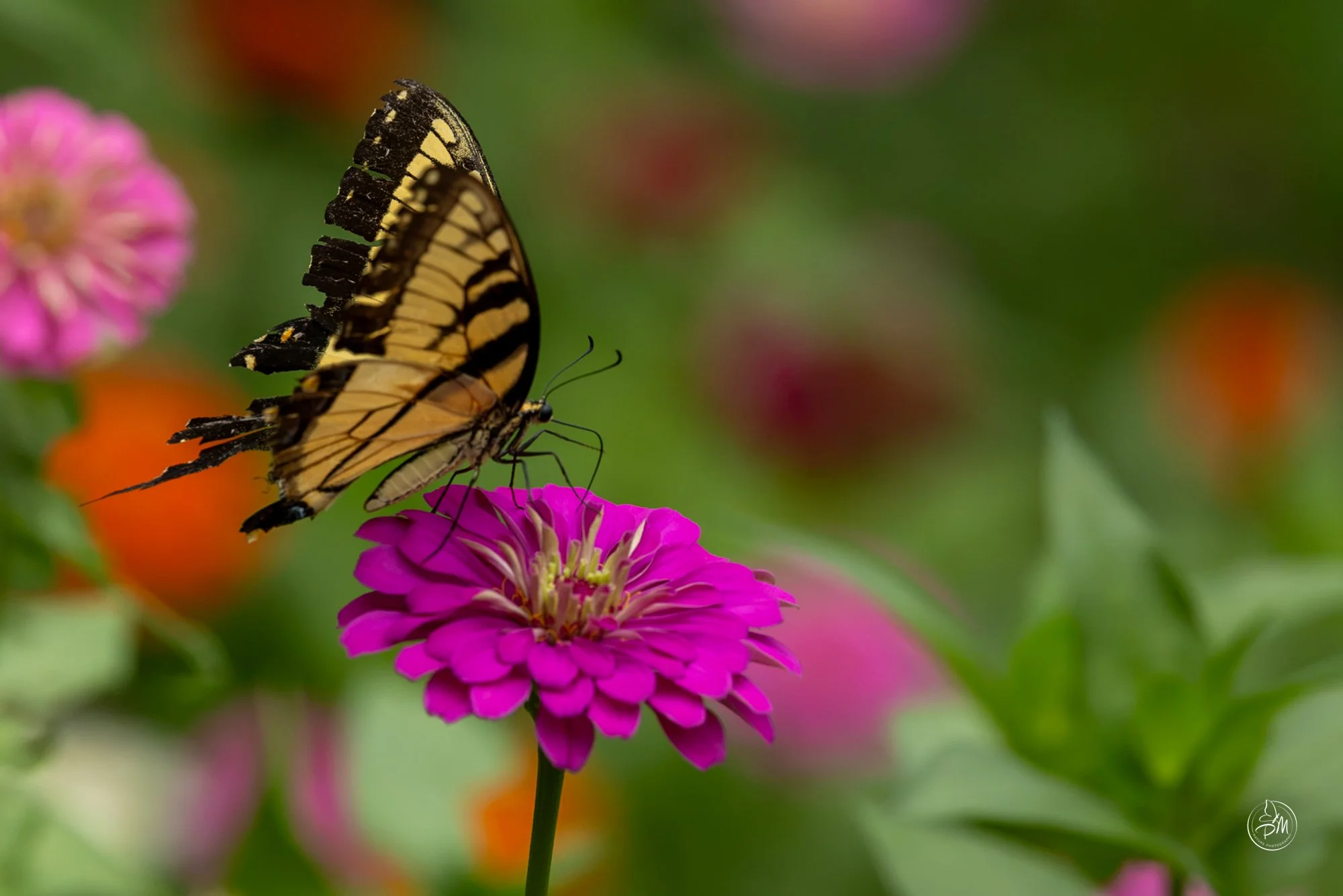 20260913-120209-Butterflies Sept 13 2026-4.jpg