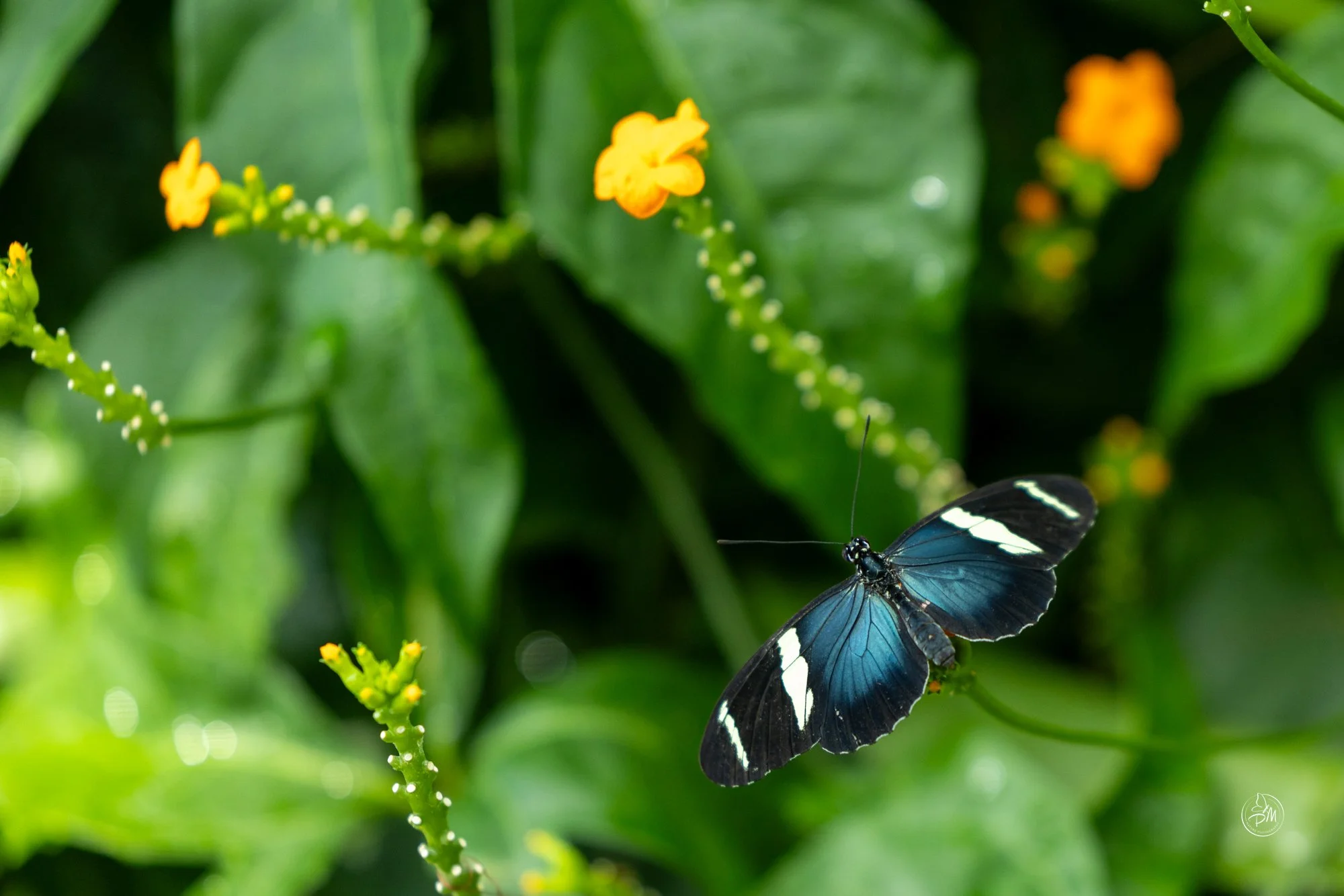 Butterfly House August 24 2025