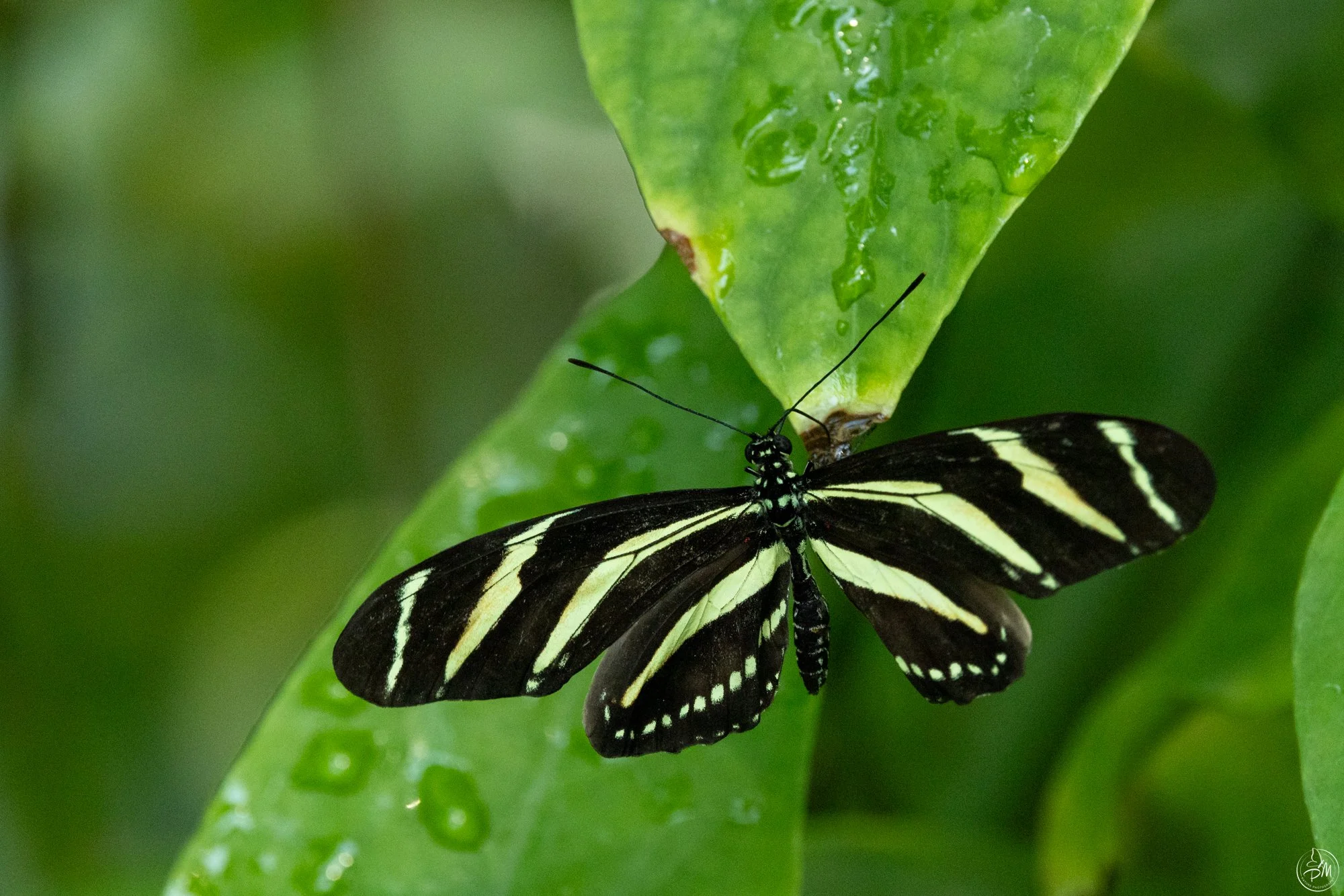 Butterfly House June 11 2025
