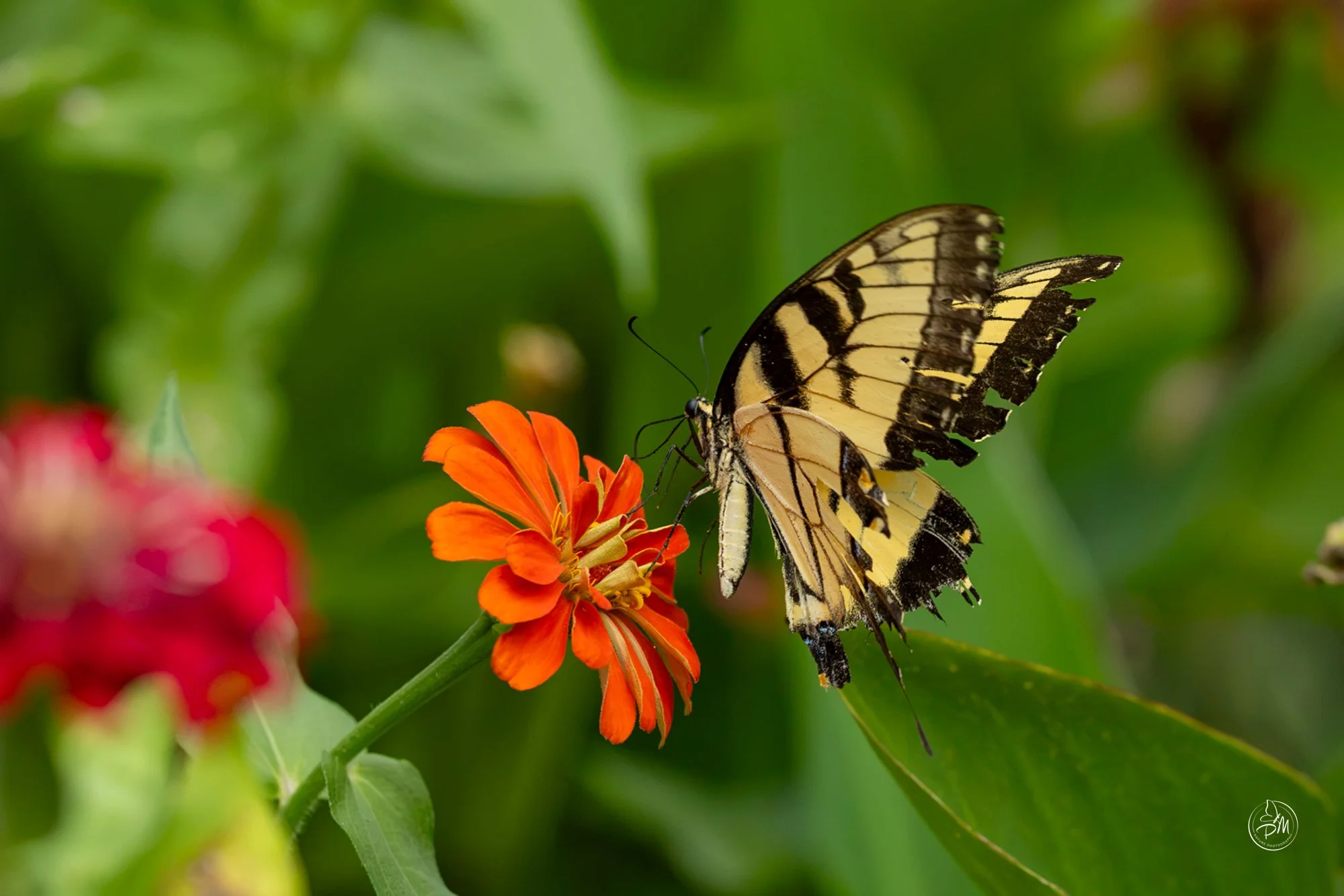 20260913-120302-Butterflies Sept 13 2026-7.jpg
