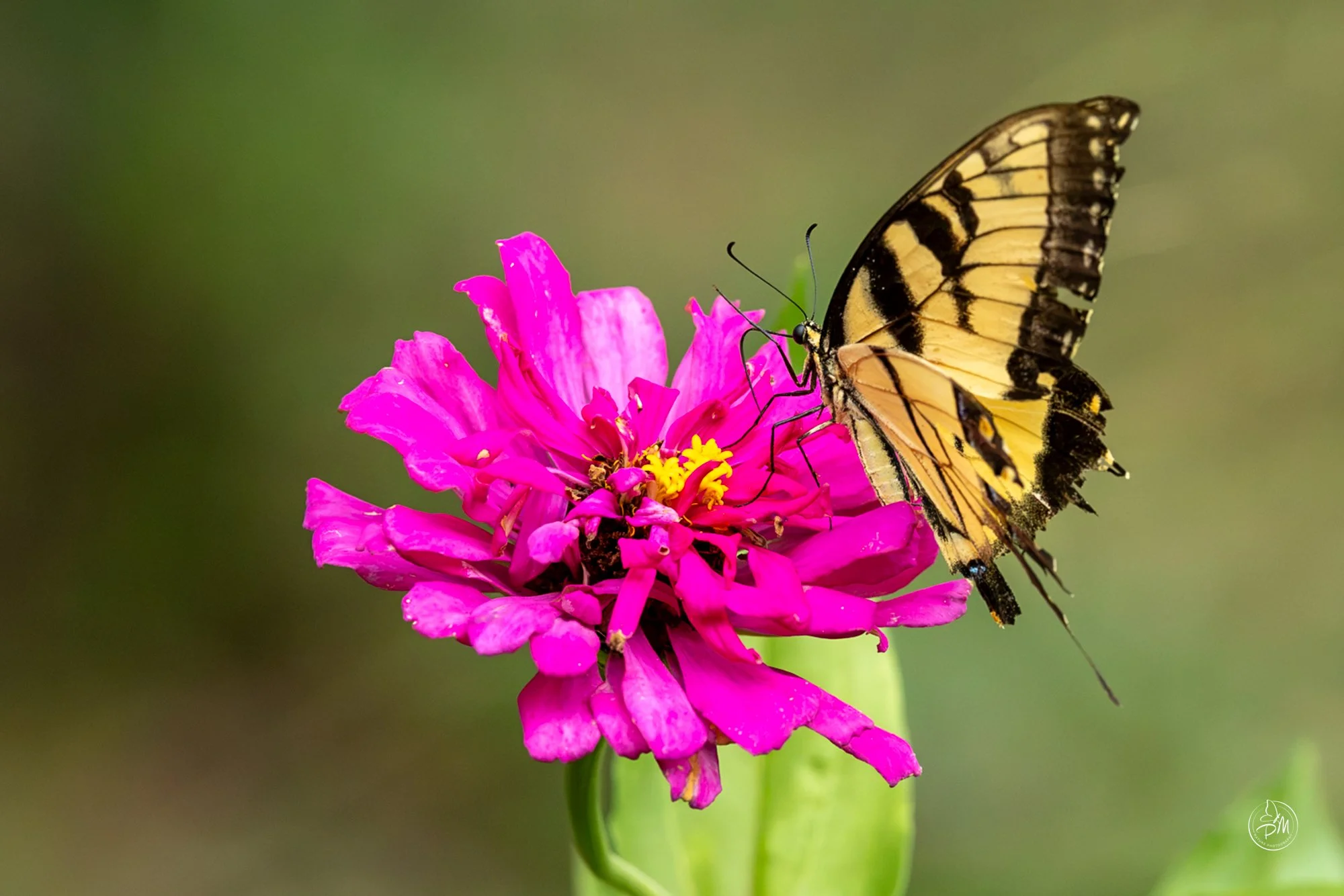 20260913-120323-Butterflies Sept 13 2026-10.jpg